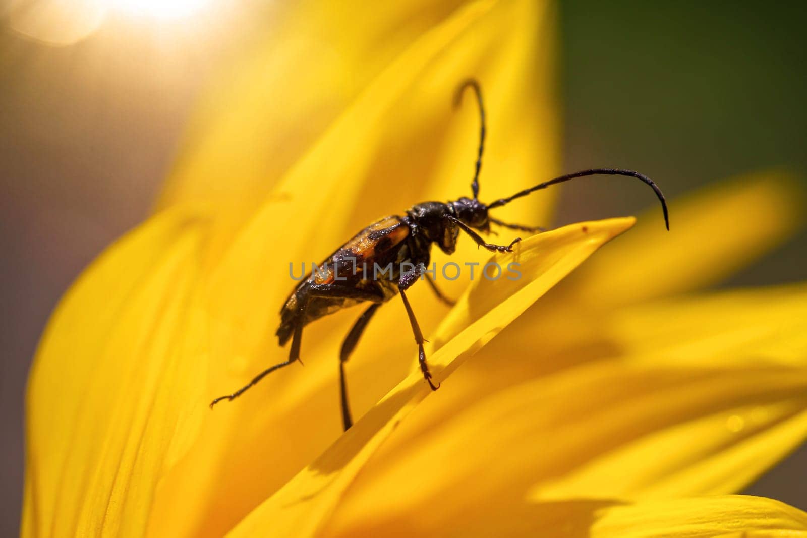 A four-banded narrowbuck, Leptura quadrifasciata on a sunflower.