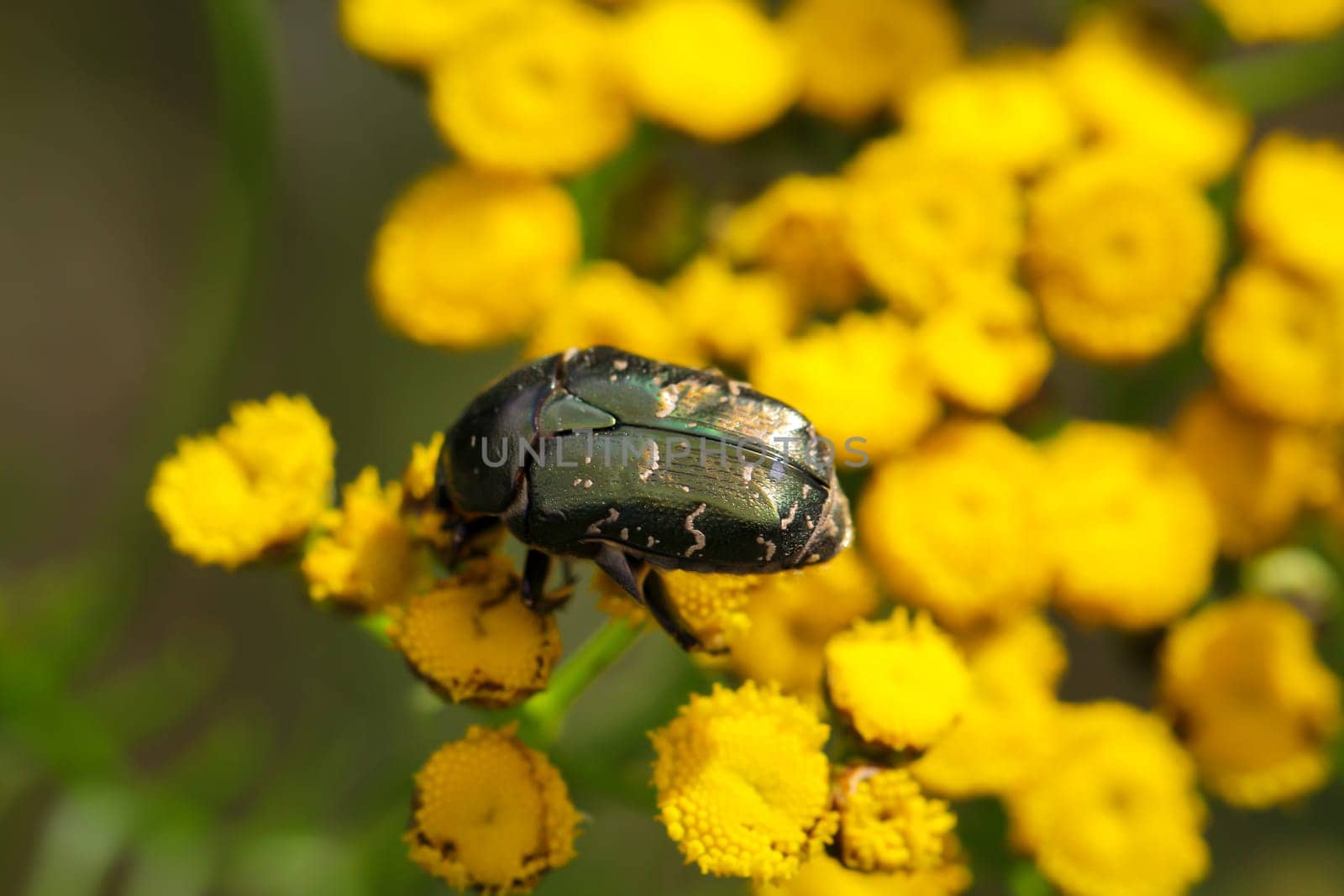 A rosebug on a rain fernl. Close up of a green rosebug.