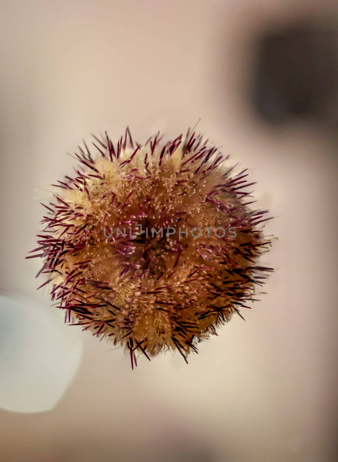 A sea urchin on an aquarium pane. Well to recognize the mouth.