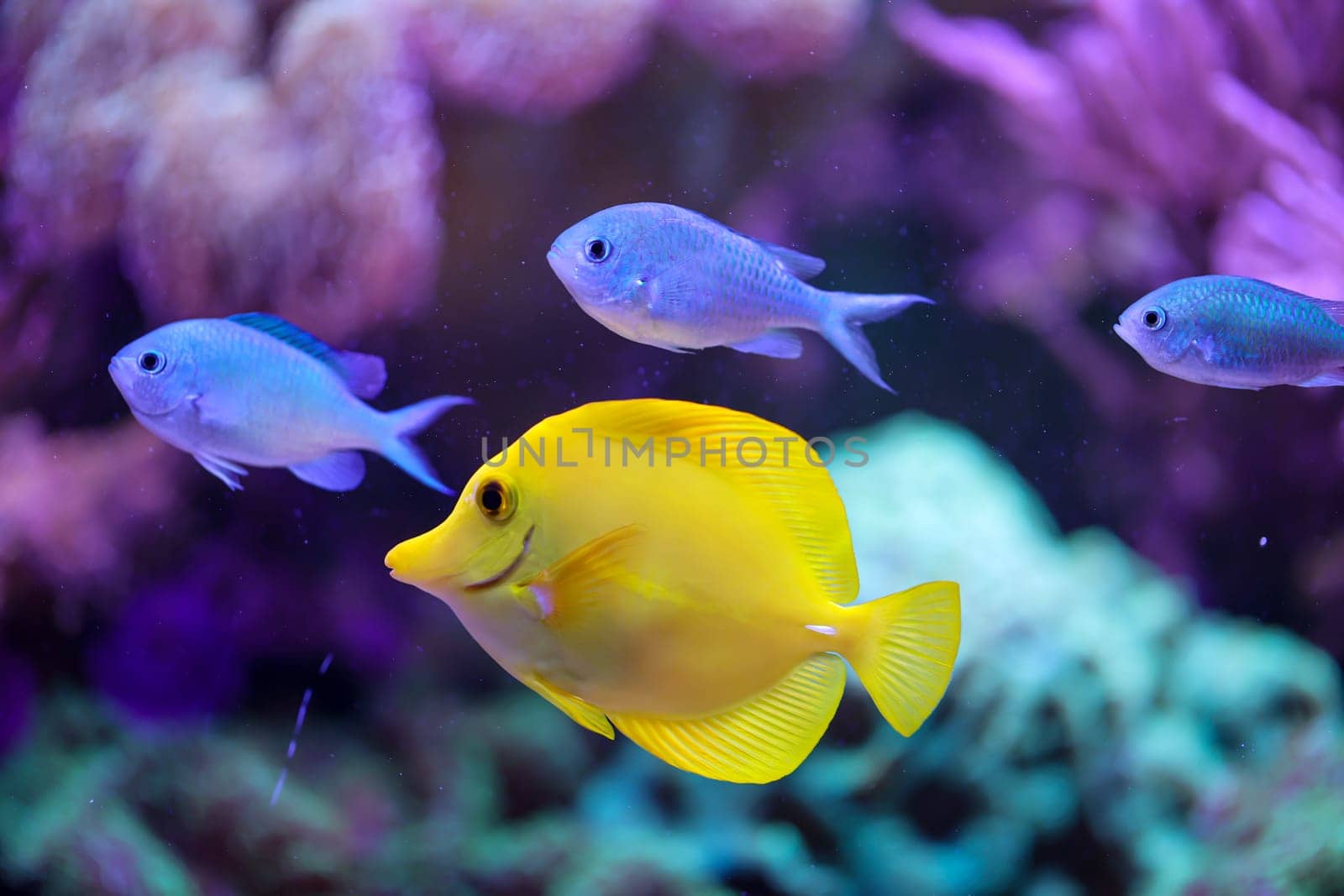 A yellow sailfin doctor or yellow sailfin doctor in an aquarium.