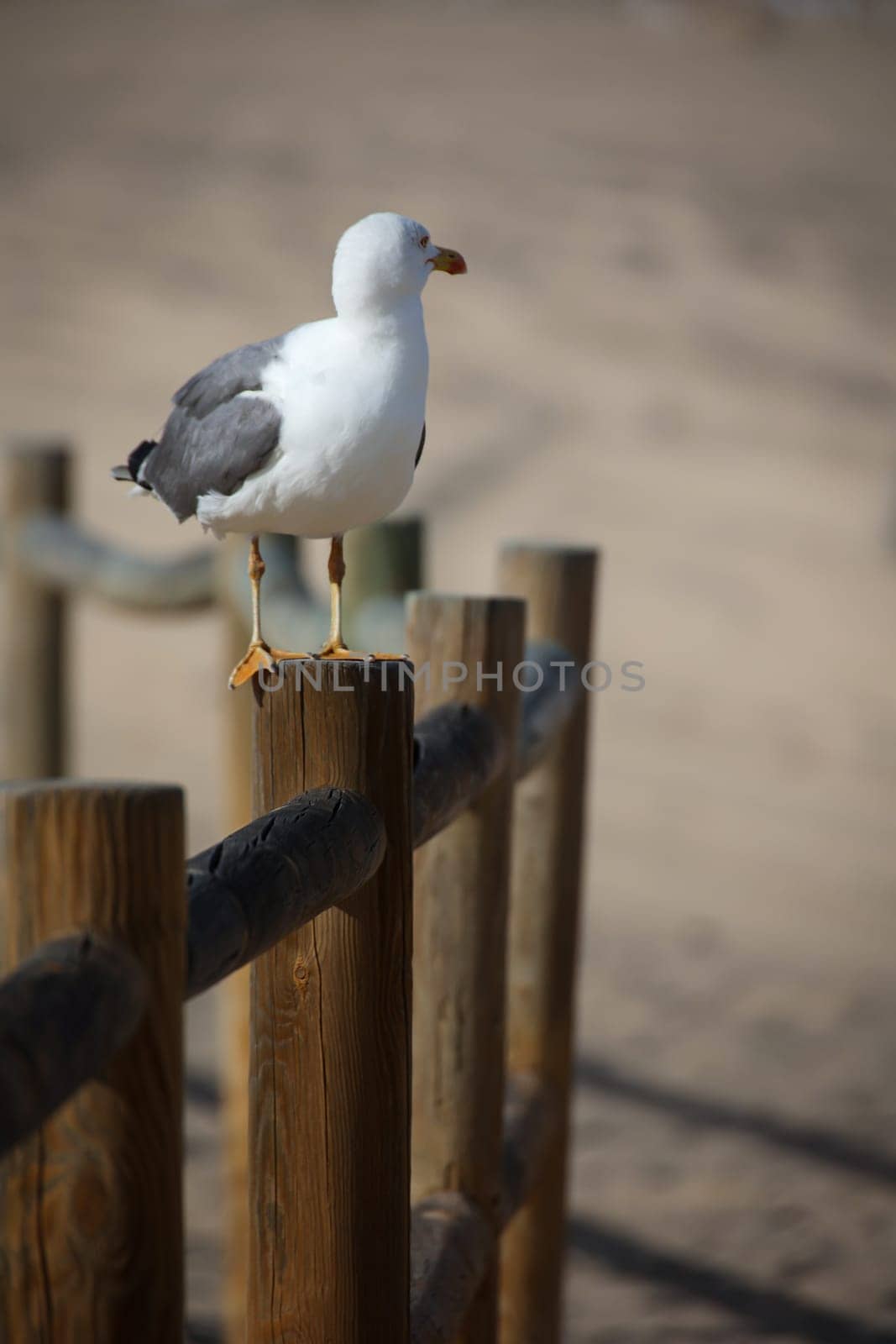 A seagull sits on a post of a path border.