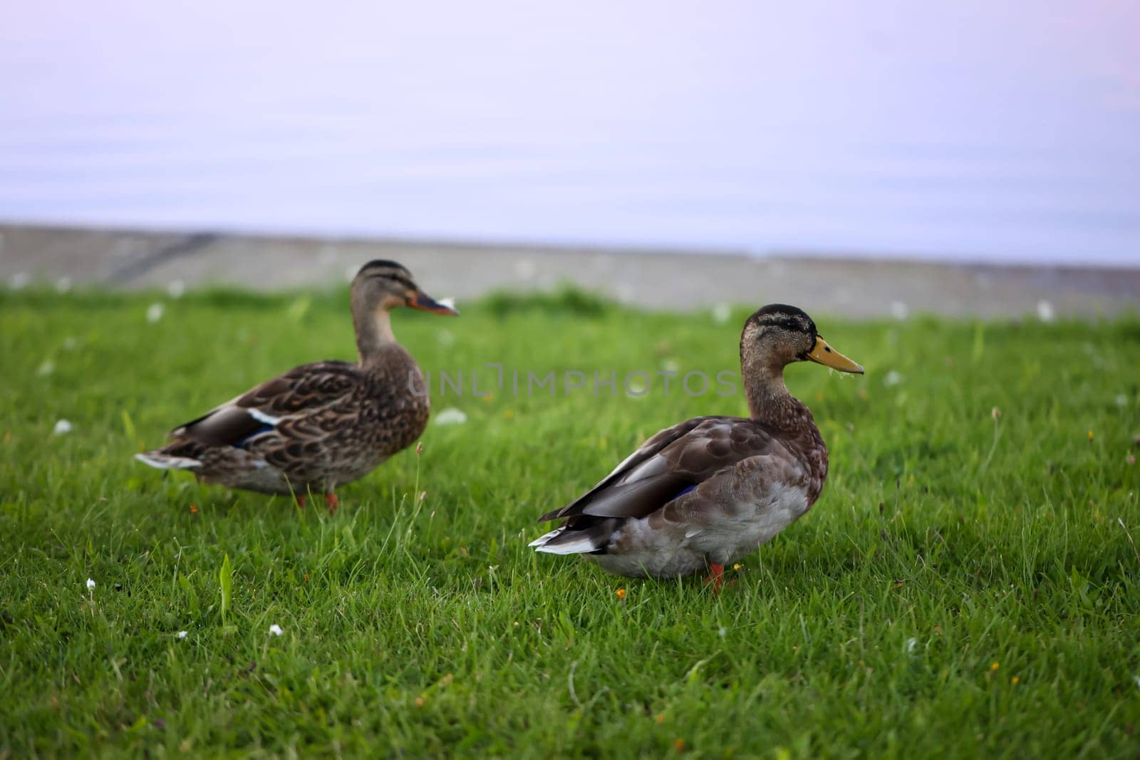 Two mallards on a grassy strip, meadow by a body of water.