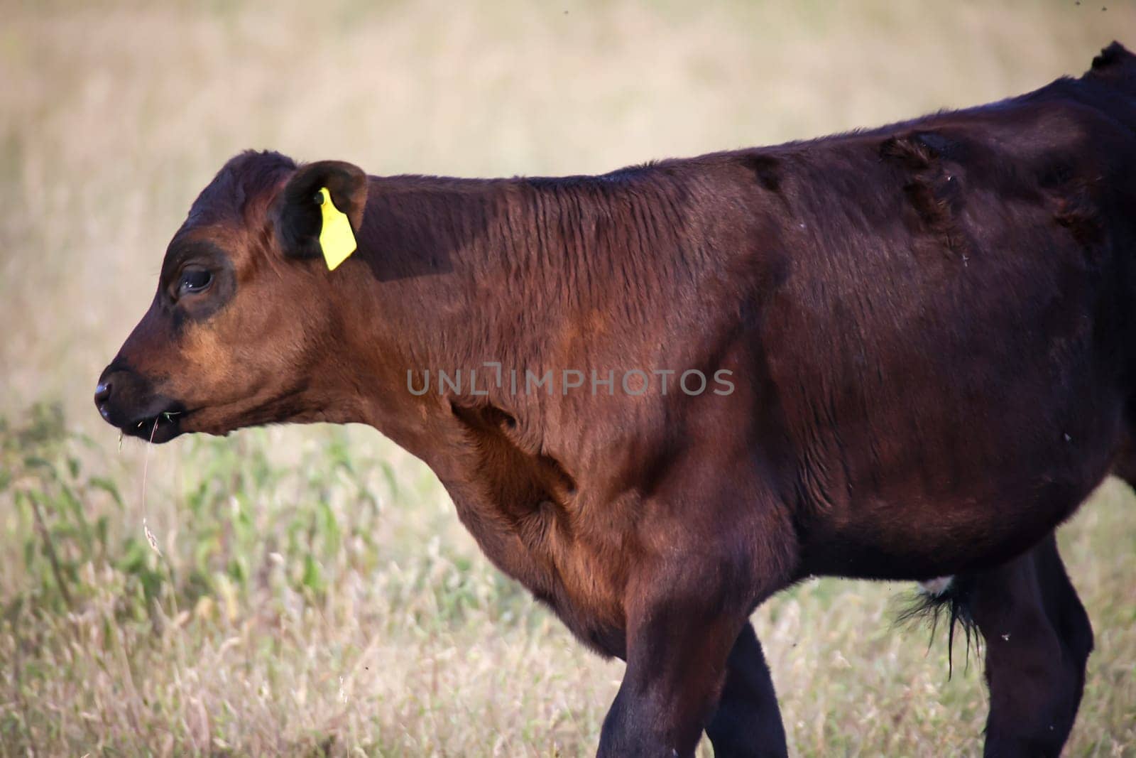 A cow, a calf in a pasture, a meadow.