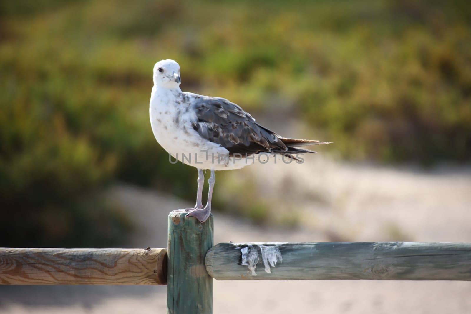 A seagull sits on a post of a path border.