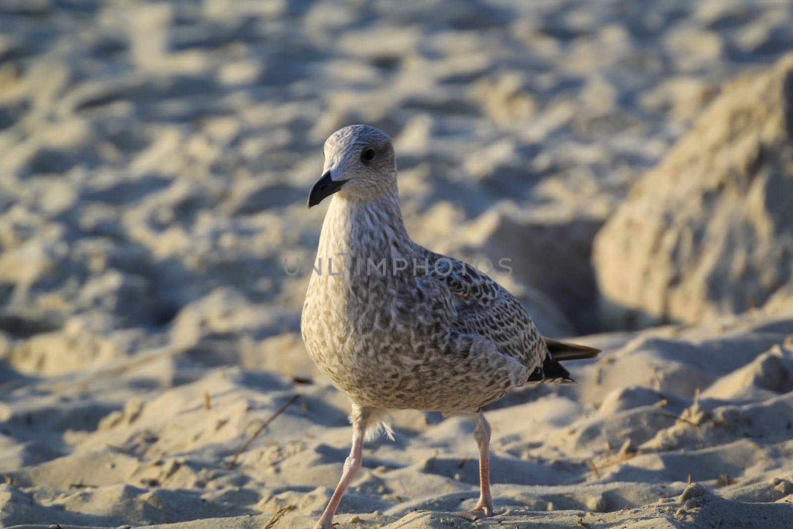A great black-backed gull on the beach of the Baltic Sea. Portrait of a gull bird.