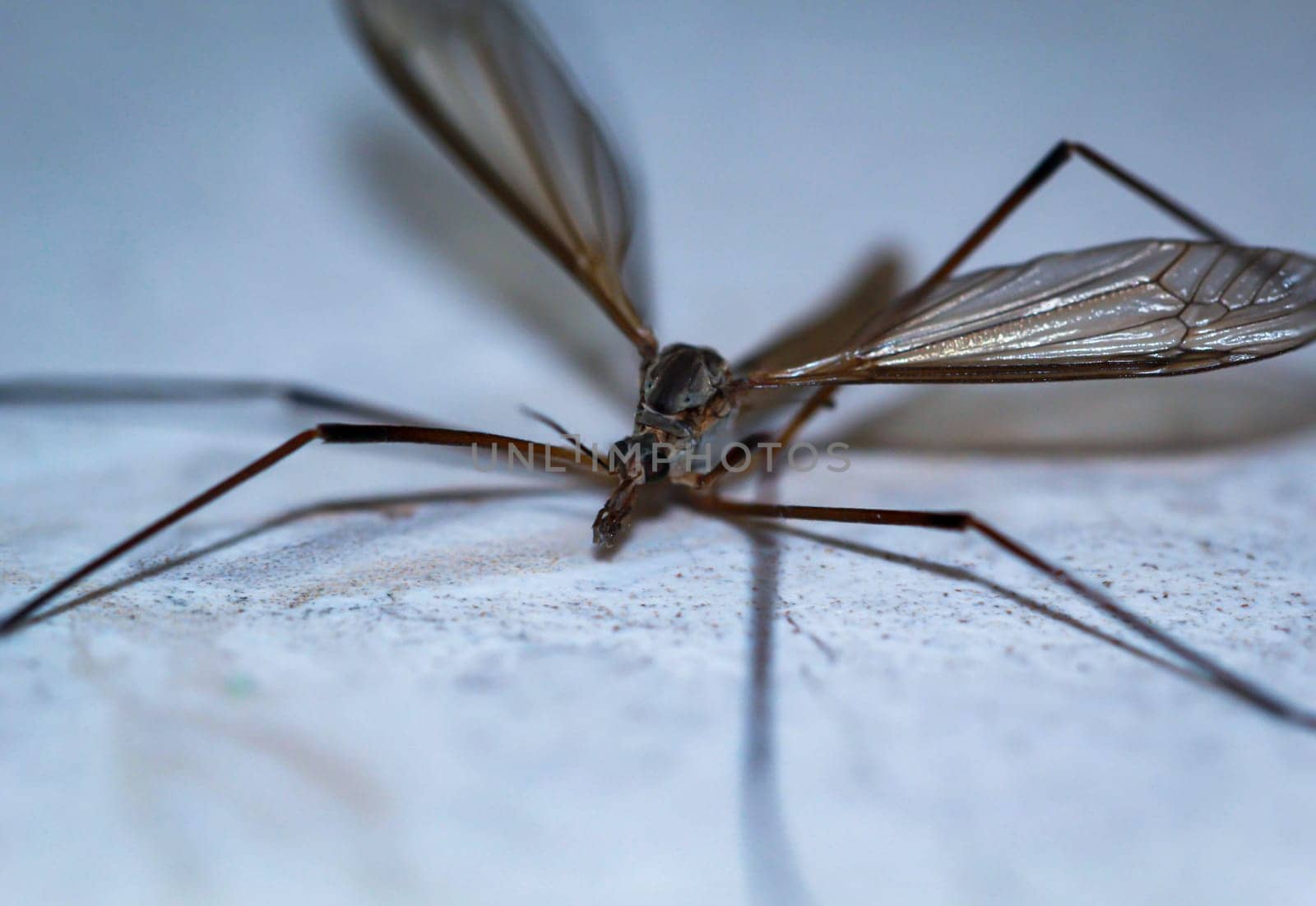 Close-up of a snake, a Tipula paludosa / oleracea. Portrait of a long legged cricket.