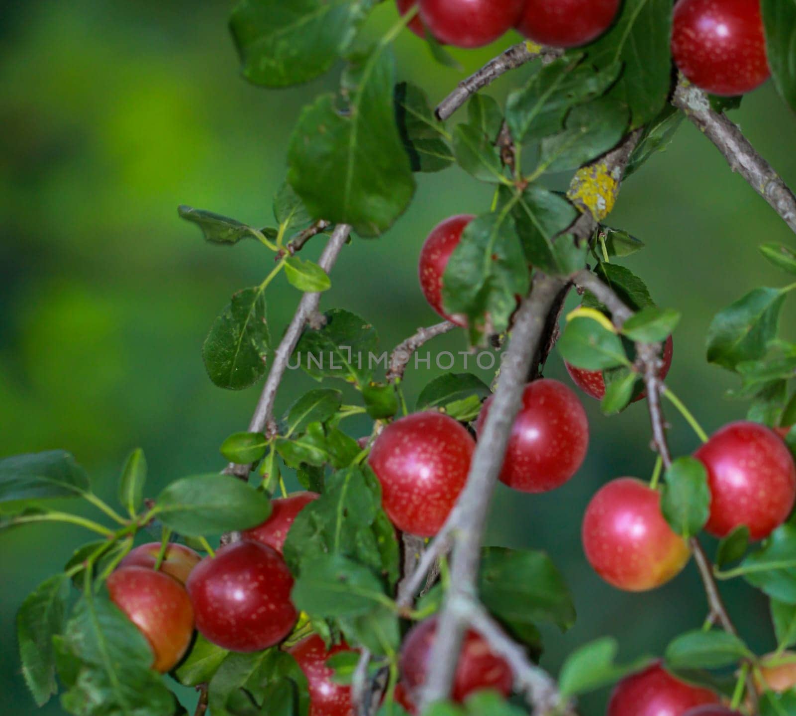 On a branch of a fruit tree in late summer hang many ripe fruits, plums, mirabelles or the like.