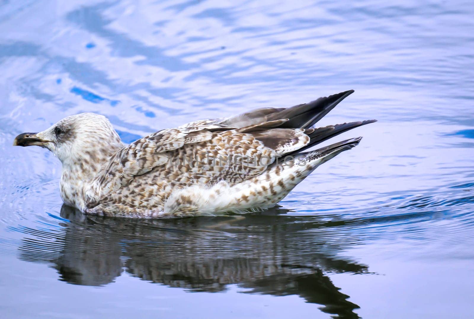A great black-backed gull in the water of the Baltic Sea. Portrait of a gull bird.