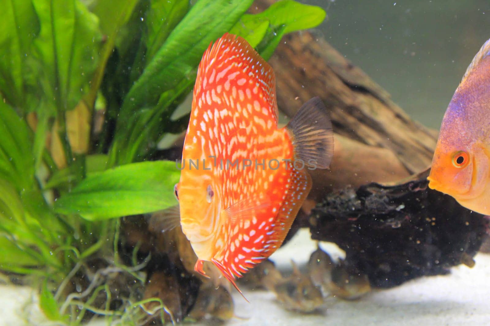 Portrait, close up of discus fish. Discus in aquarium. Amazon tank.