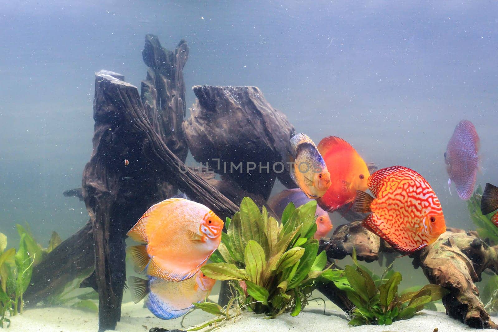 Portrait, close up of discus fish. Discus in aquarium. Amazon tank.