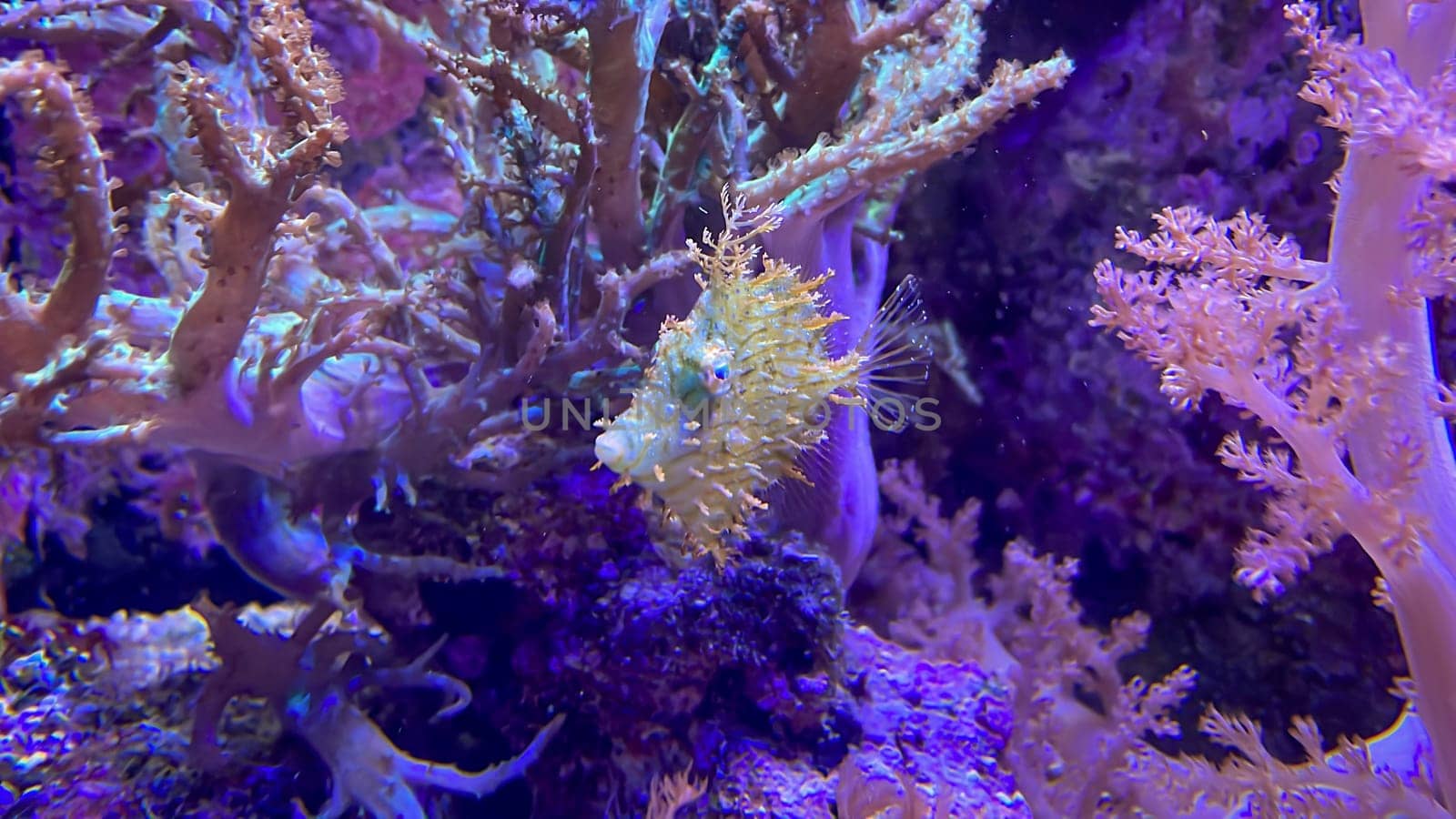 A Chaetodermis penicilligera among several corals in a marine aquarium.