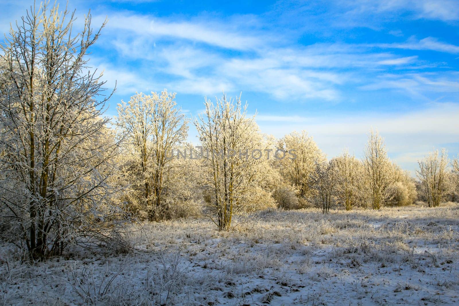 Bueme covered with hoarfrost in a cold winter landscape.