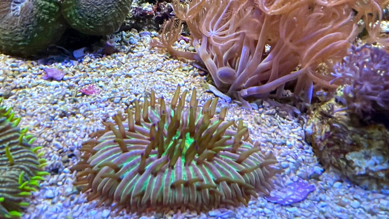 Corals, anemones, creatures in a marine aquarium.
