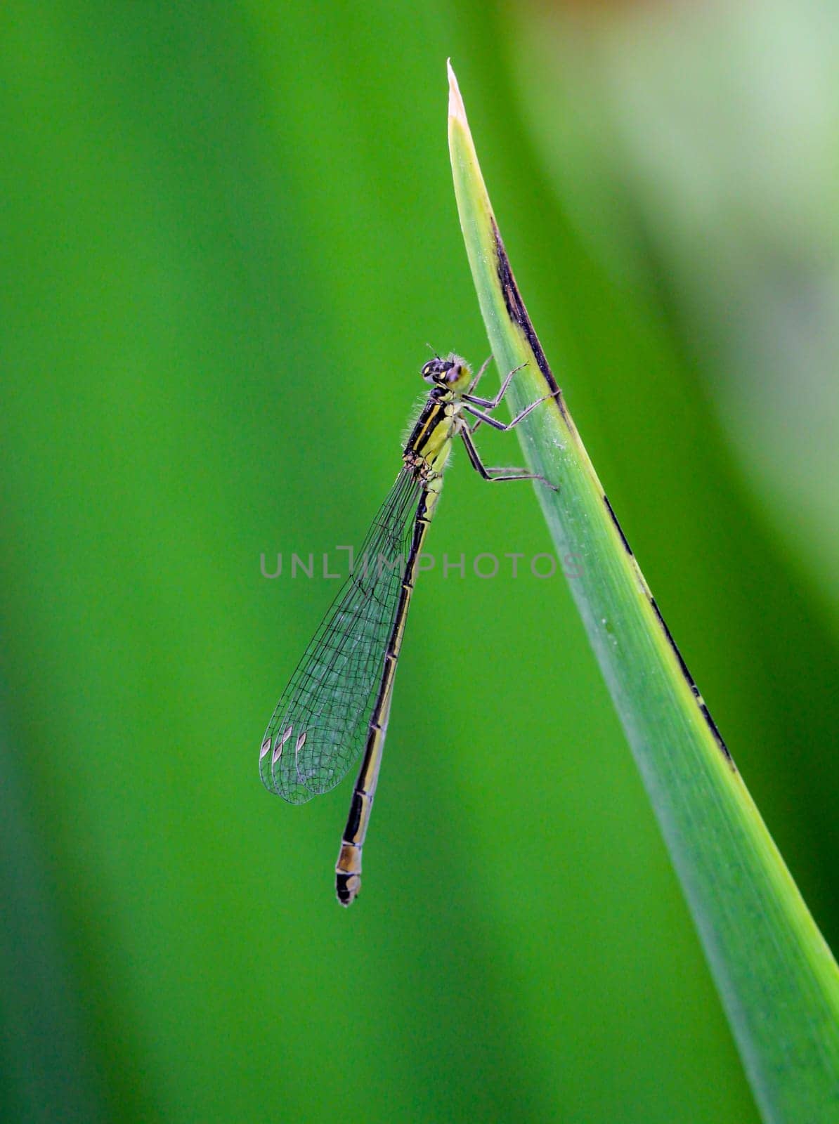 A damselfly on the flower of a plant in midsummer.
