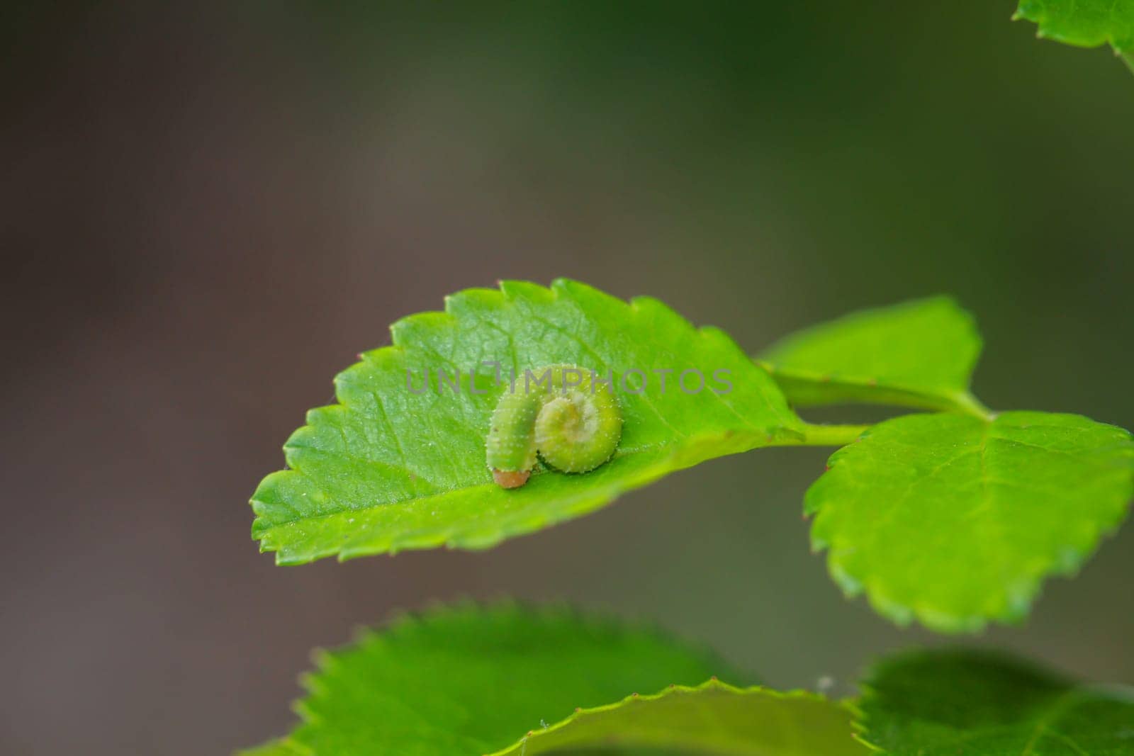 A small green caterpillar curled up on a green leaf, well camouflaged.