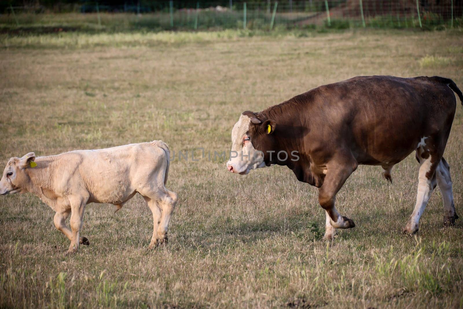 A cow, a calf in a pasture, a meadow.