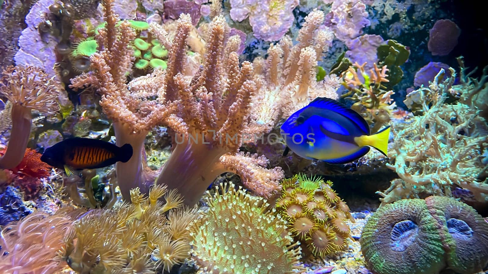Corals, anemones, creatures in a marine aquarium.