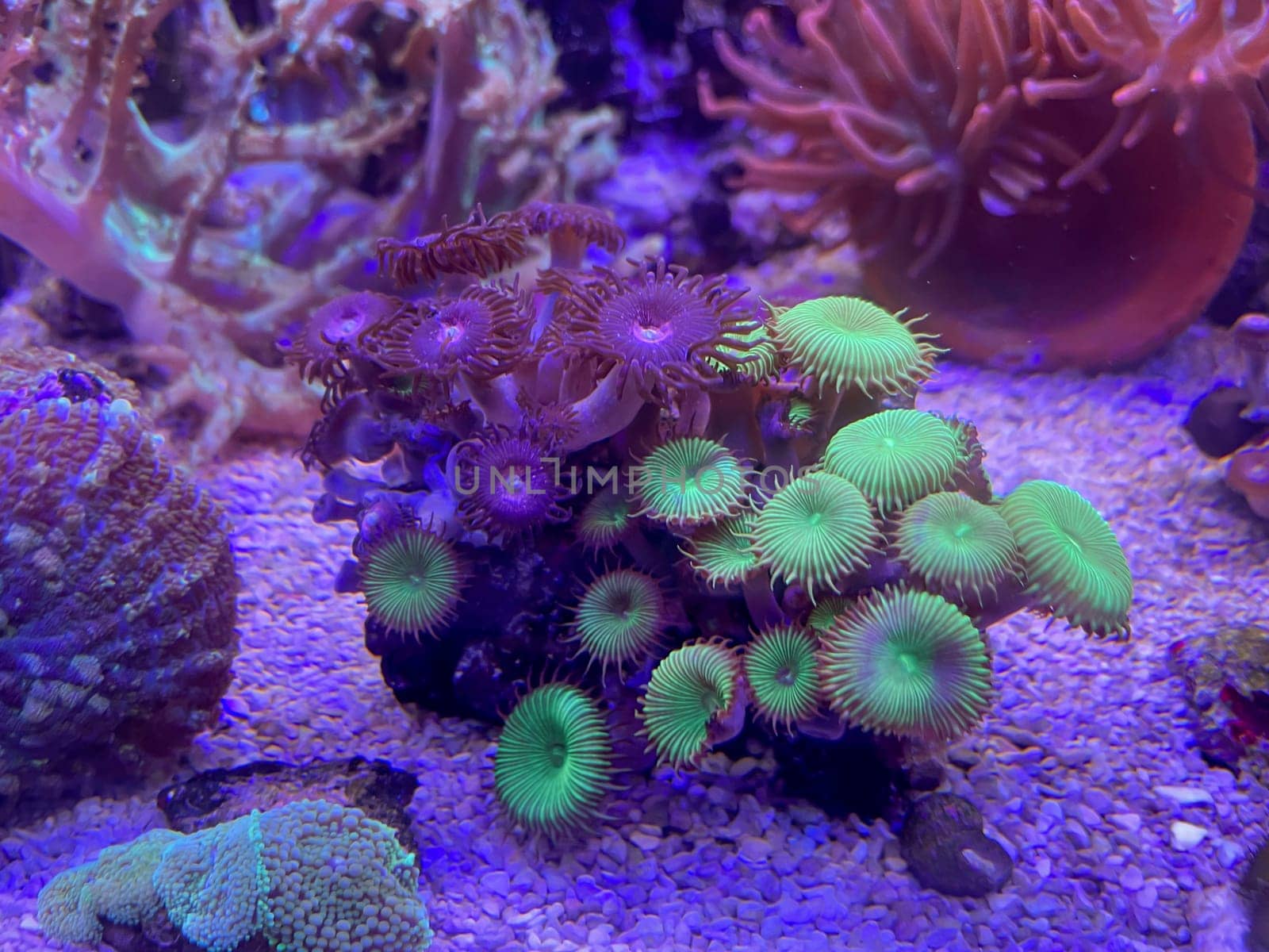 Corals, anemones, creatures in a marine aquarium.