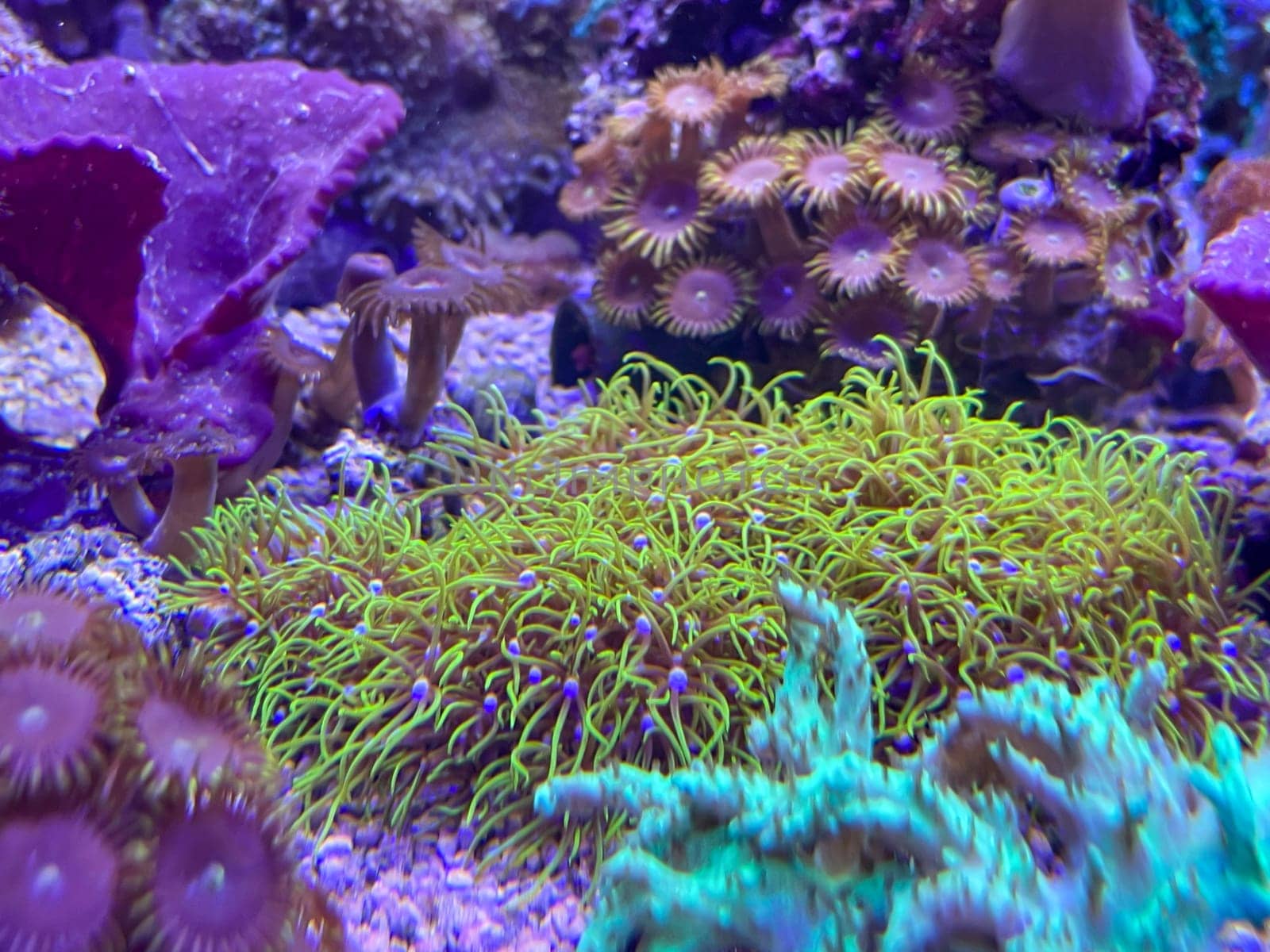 Corals, anemones, creatures in a marine aquarium.