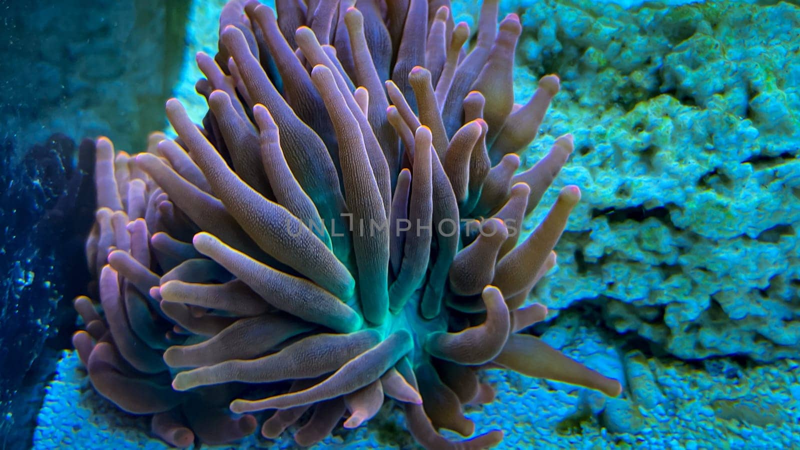 A close-up of the tentacles of a copper anemone in a marine aquarium.