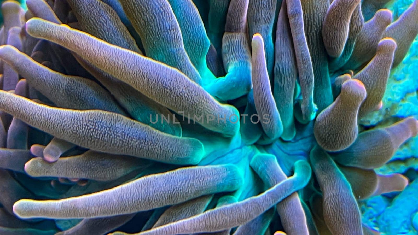 A close-up of the tentacles of a copper anemone in a marine aquarium.
