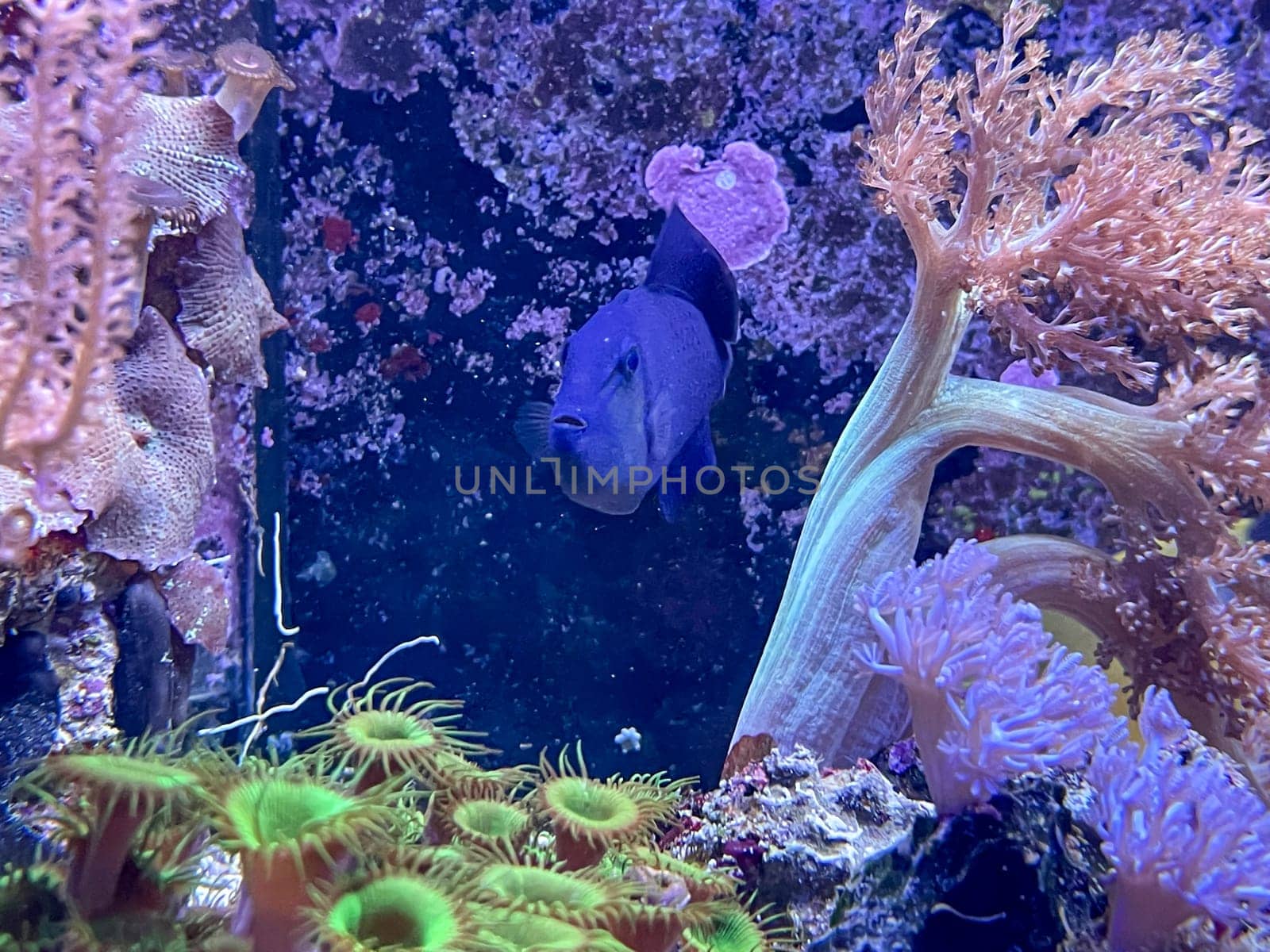 An Odonus niger, red-toothed pusher in a marine aquarium.