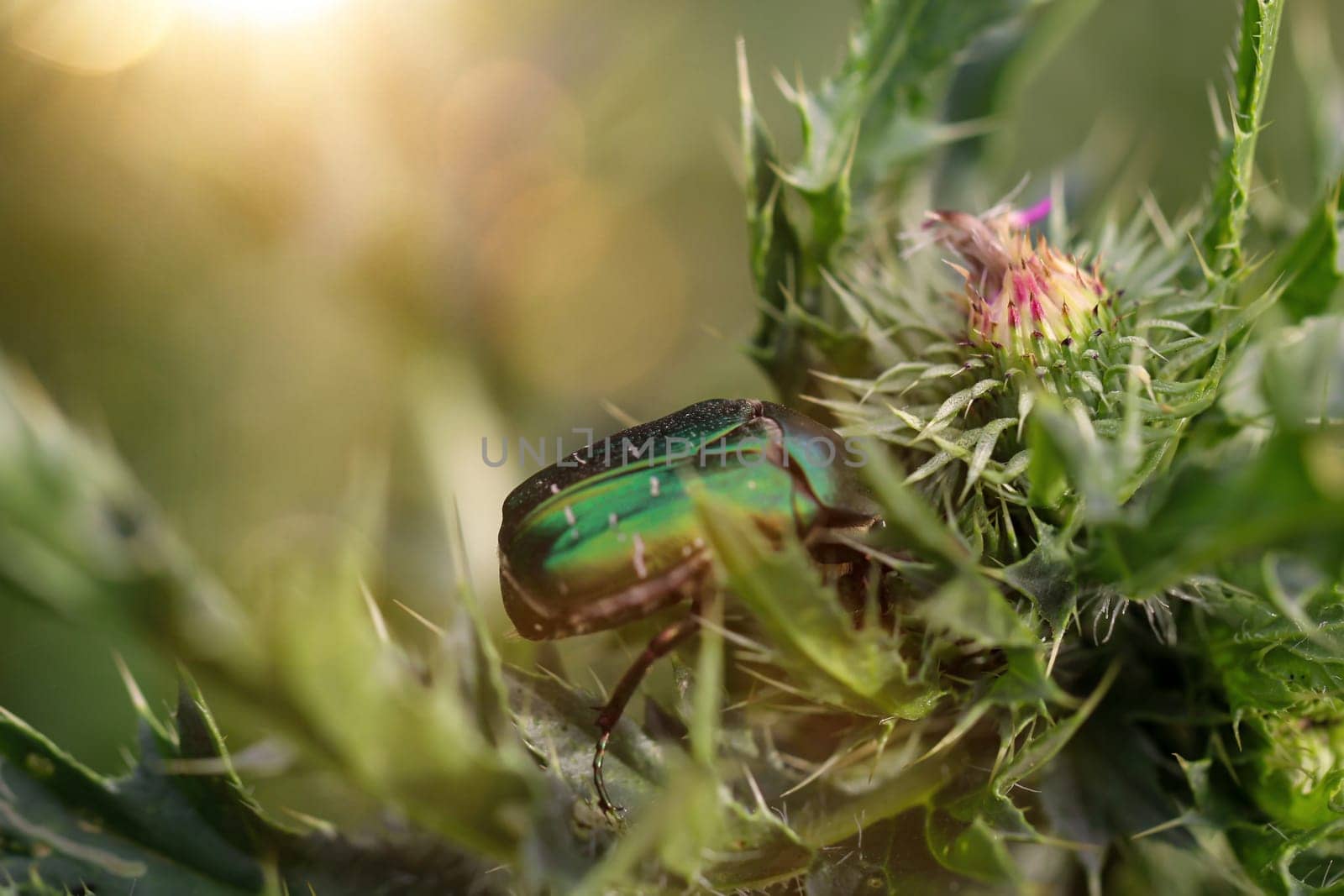 A rosebug on a milk thistle. Close up of a green rose beetle.