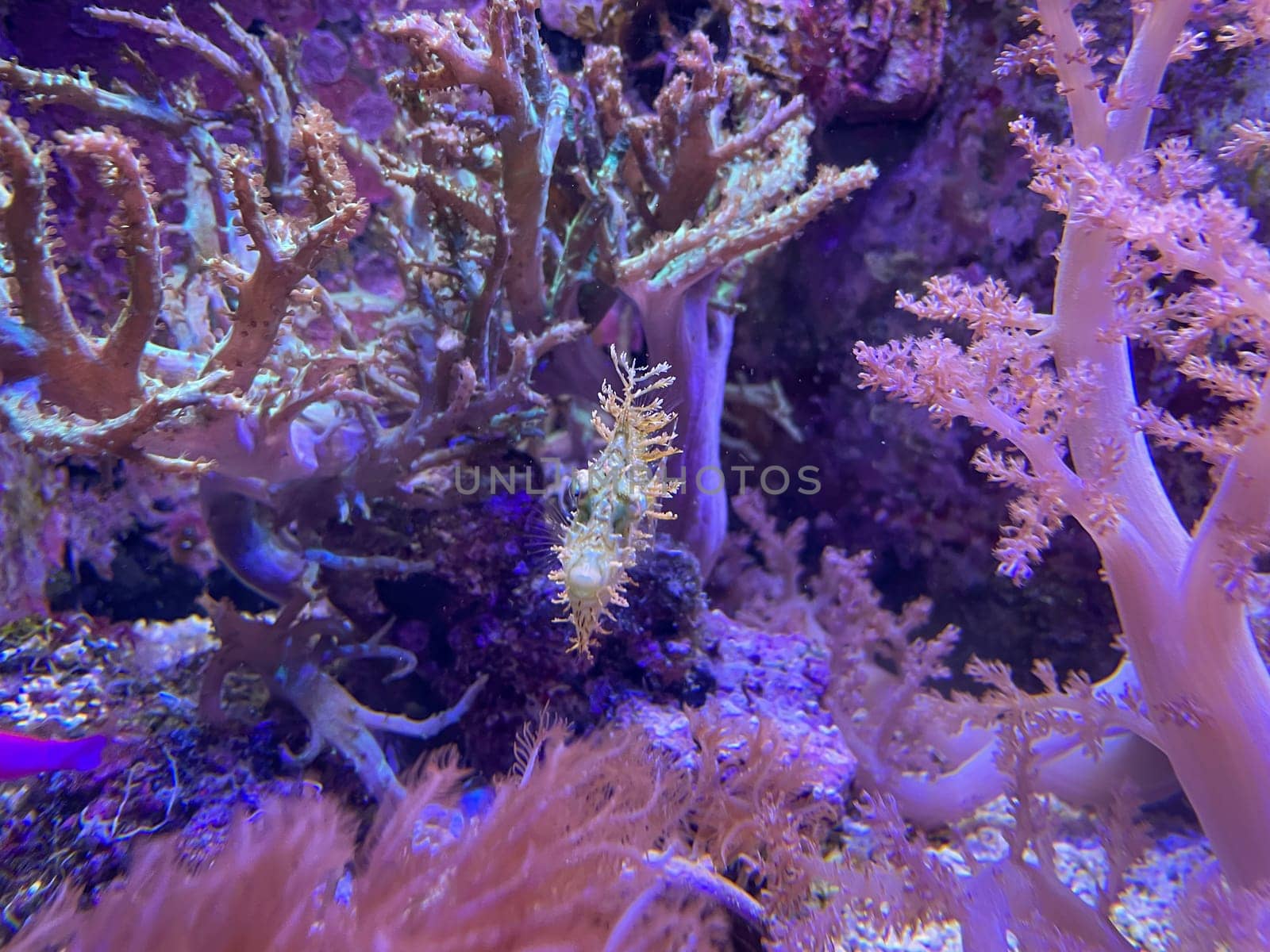 A Chaetodermis penicilligera among several corals in a marine aquarium.