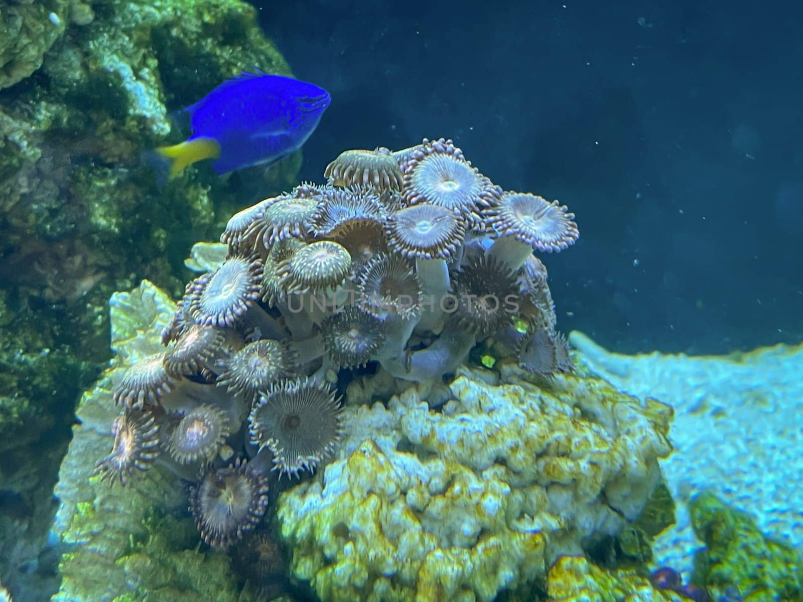 Corals, anemones, creatures in a marine aquarium.