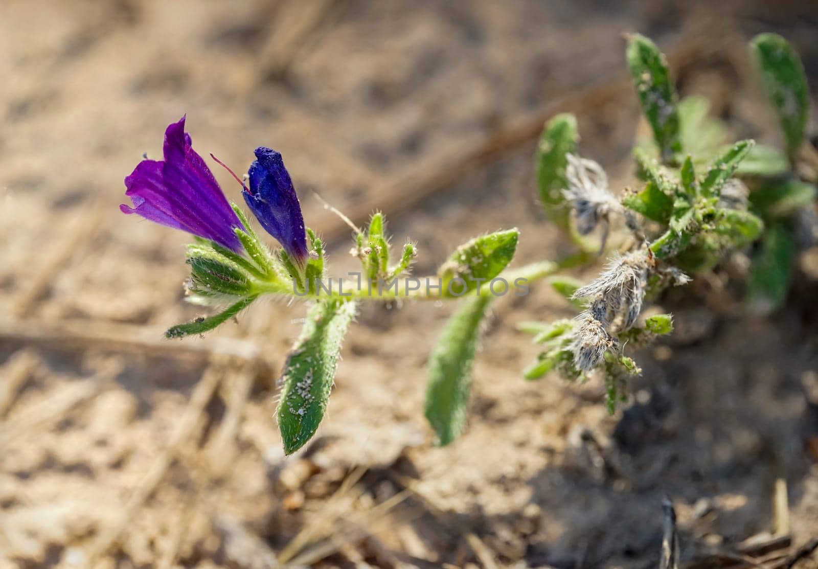 The purple flowers of a plant similar to sand adder head.