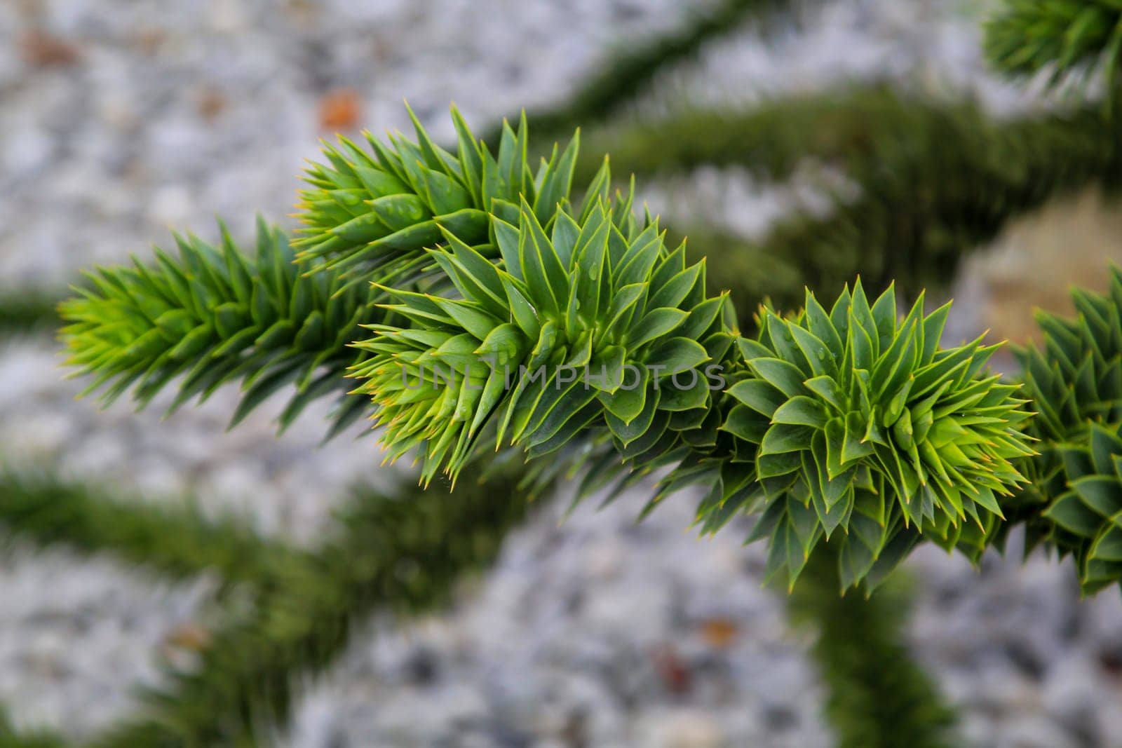 Close-up of the leaves of araucaria. Very special leaves of a plant, tree.