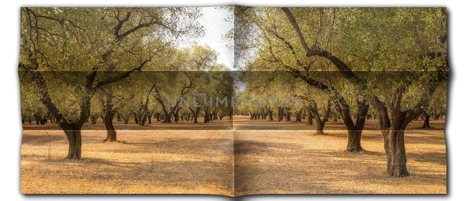 Creative picture of olive tree. Vintage design, natural background, nobody