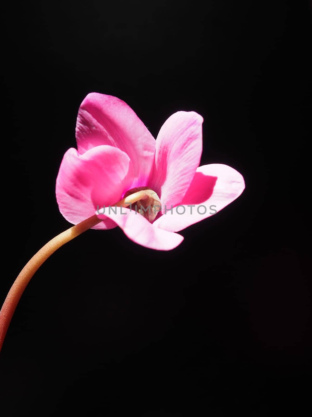 Cyclamen, or Alpine violet, is a genus of plants in the subfamily Myrsinoideae of the family Primulaceae. Pink cyclamen on a black background. Copy space. Postcard, invitation or congratulation