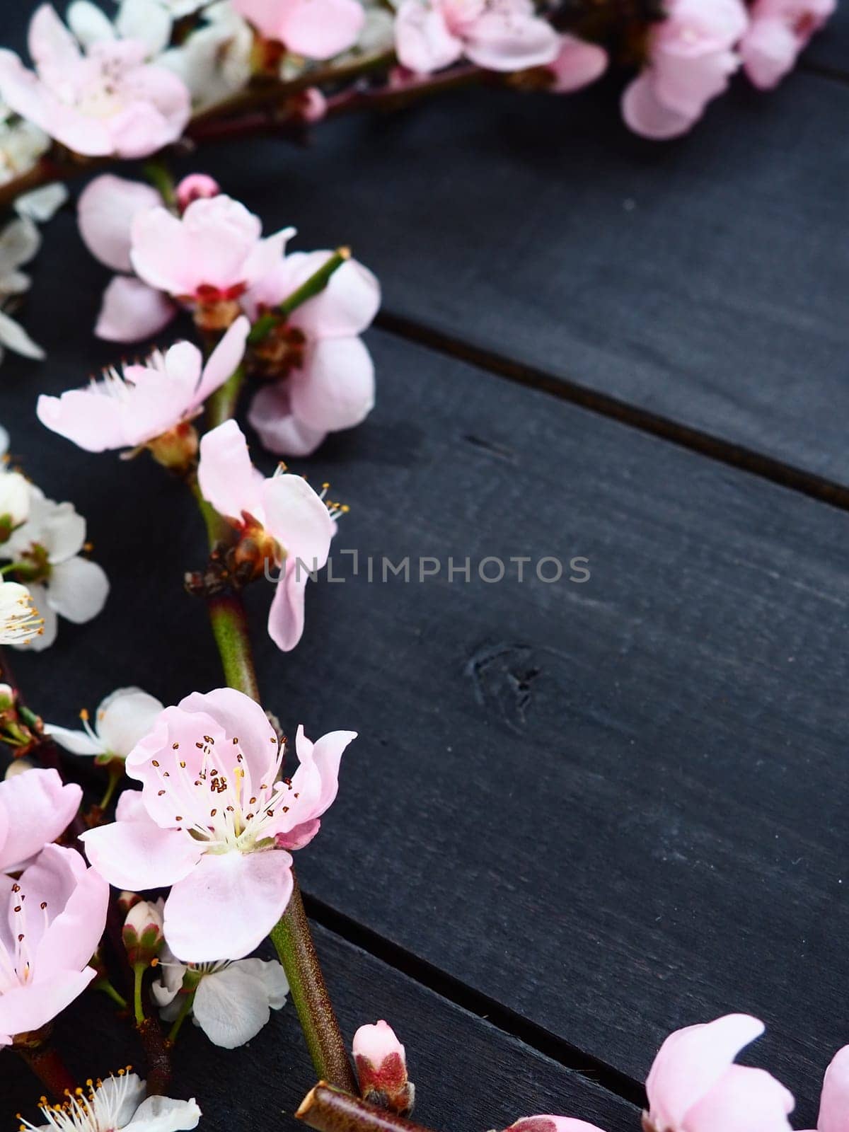 Twigs with pink blossoms of apple or peach tree on black boards. Delicate inflorescences in the counterlight. Soft focus, fogginess. The theme of spring, holiday, spa, female beauty, home interior.
