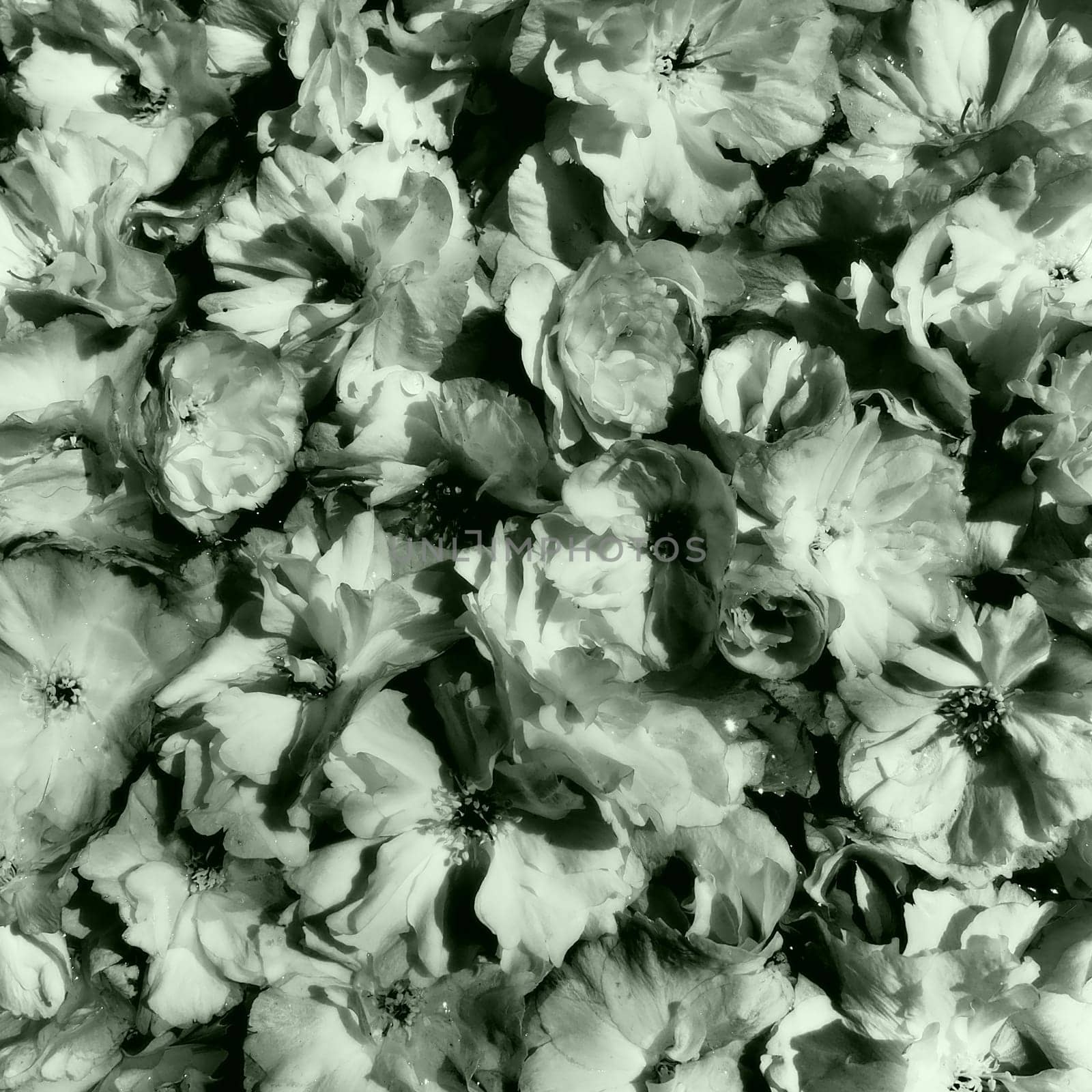 flowers cherry sakura background. Flower wall. Holiday postcard. Petals and stamens. Beautiful background. Petal art. Spring cherry blossom. Prunus serrulata. Black and white monochrome. Green tone