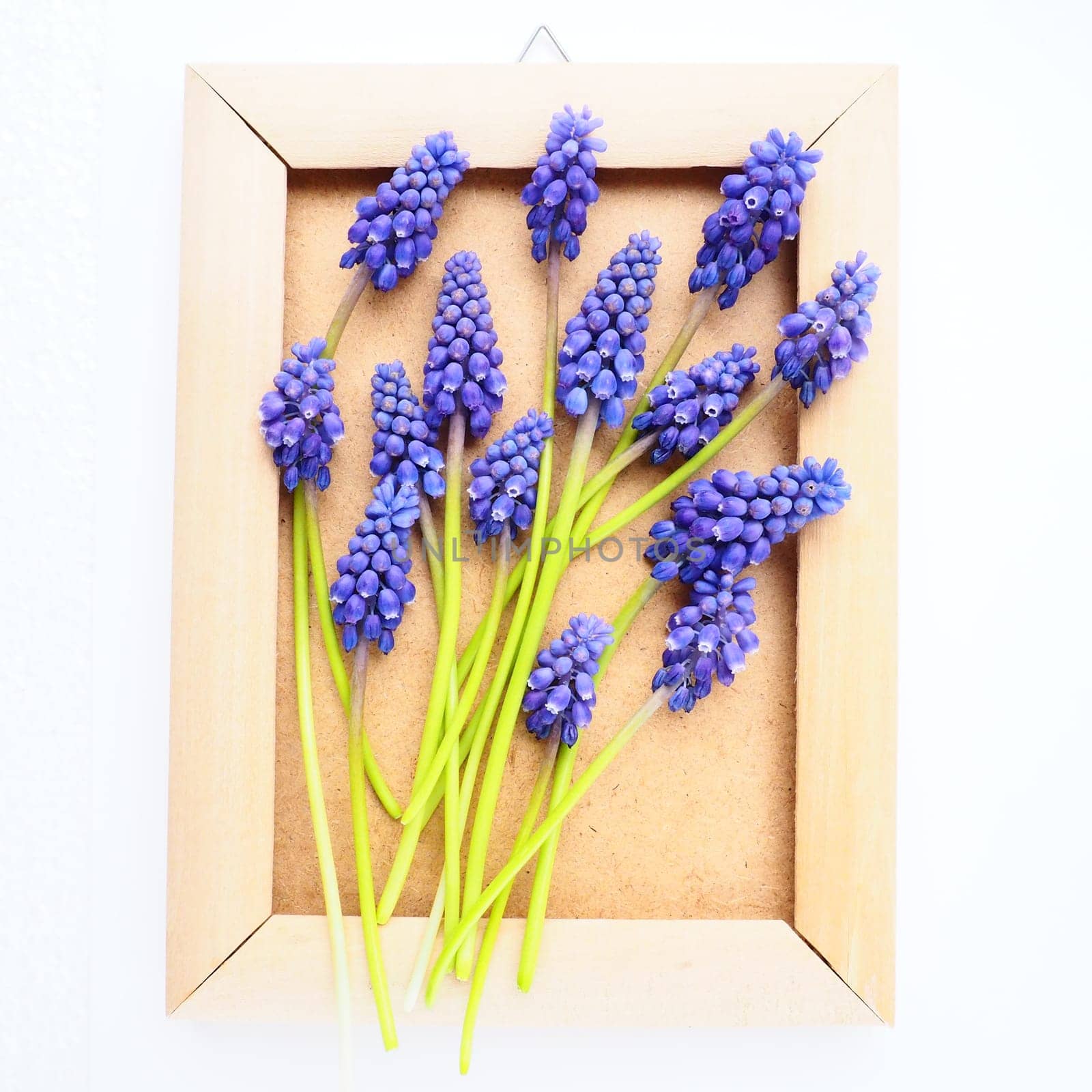 Blue spring flowers on a white background. Muscari armeniacum. Bright postcard, congratulations. Copy space still life flat lay. Armenian grape hyacinth. Photo frame made of cardboard and wood.