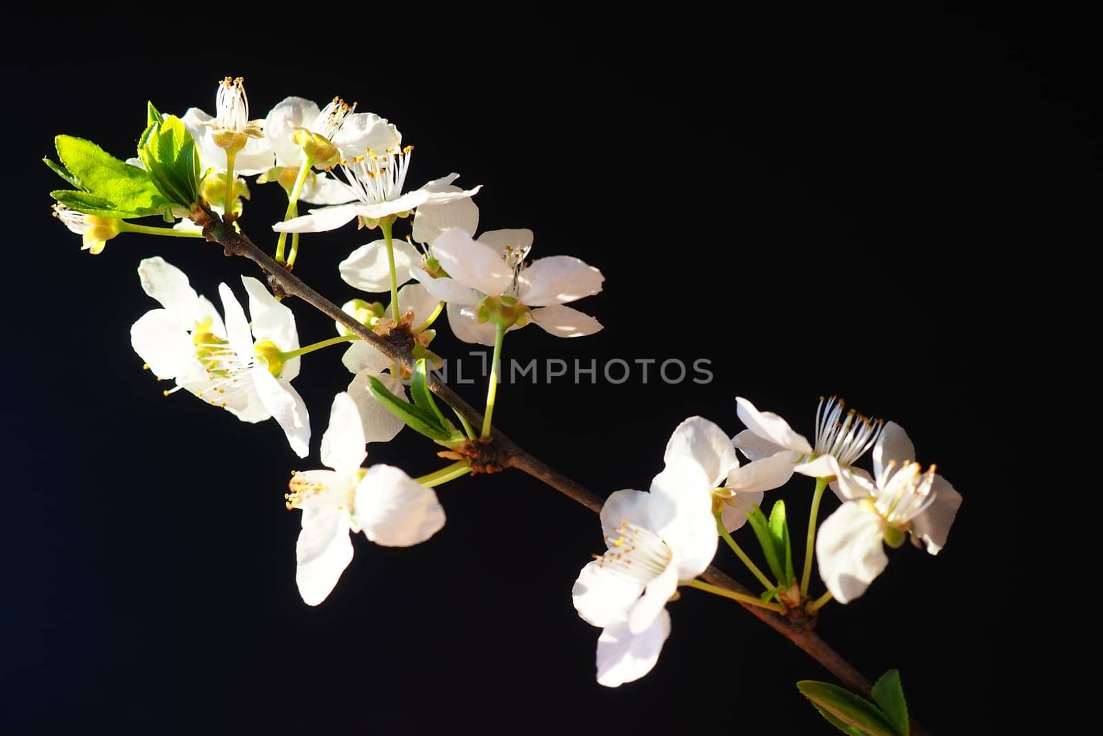 Bird cherry or cherry flowers on a black background. Close-up of a beautiful branch with white flowers. Bright spring bouquet. Prunus padus, known as bird cherry, hackberry, hagberry, or Mayday tree.