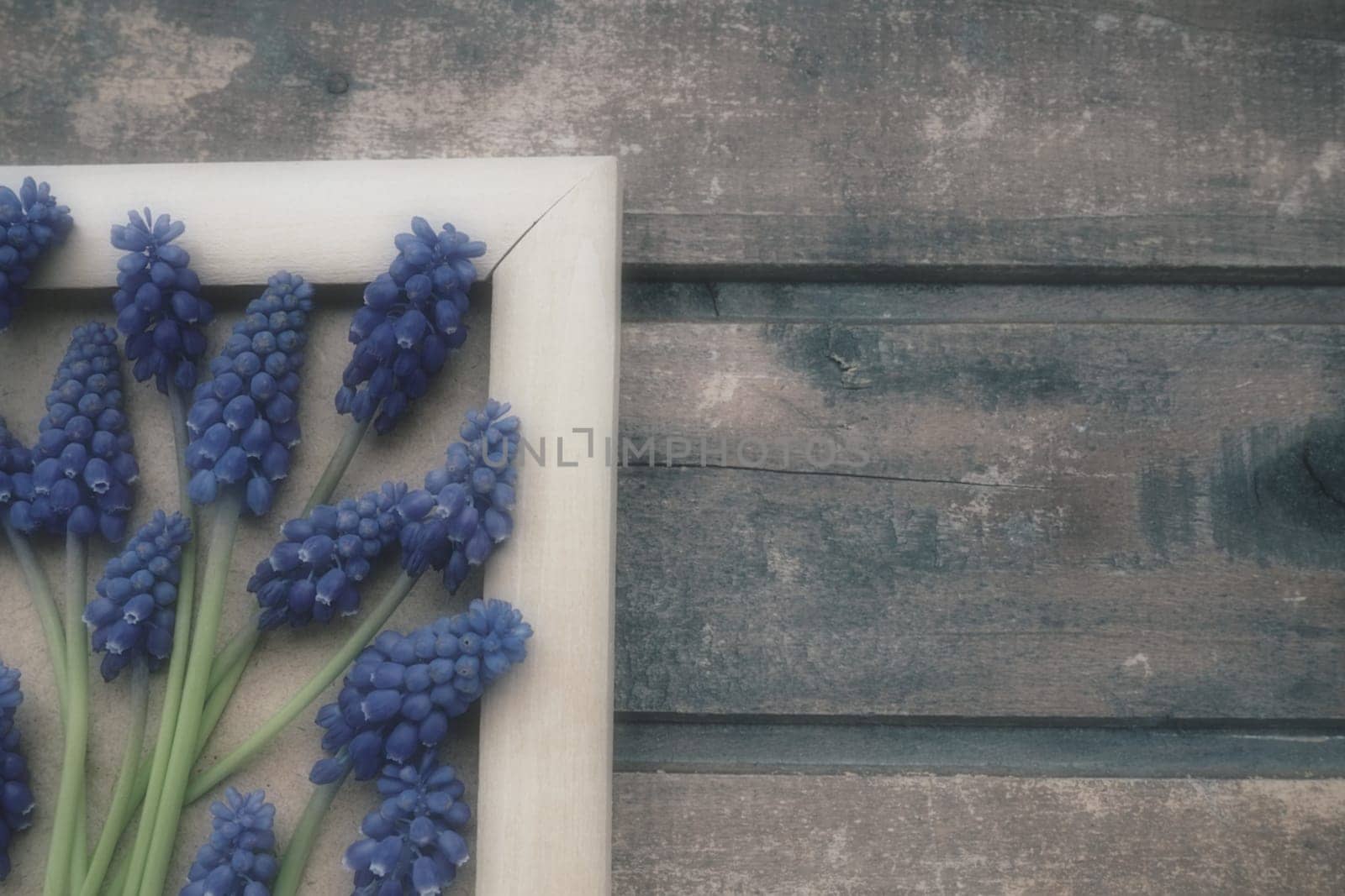 Blue spring flowers on a wooden photo frame. Muscari armeniacum on a wooden background. Bright postcard, congratulations. Copy space still life flat lay. Retro vintage style. Armenian grape hyacinth