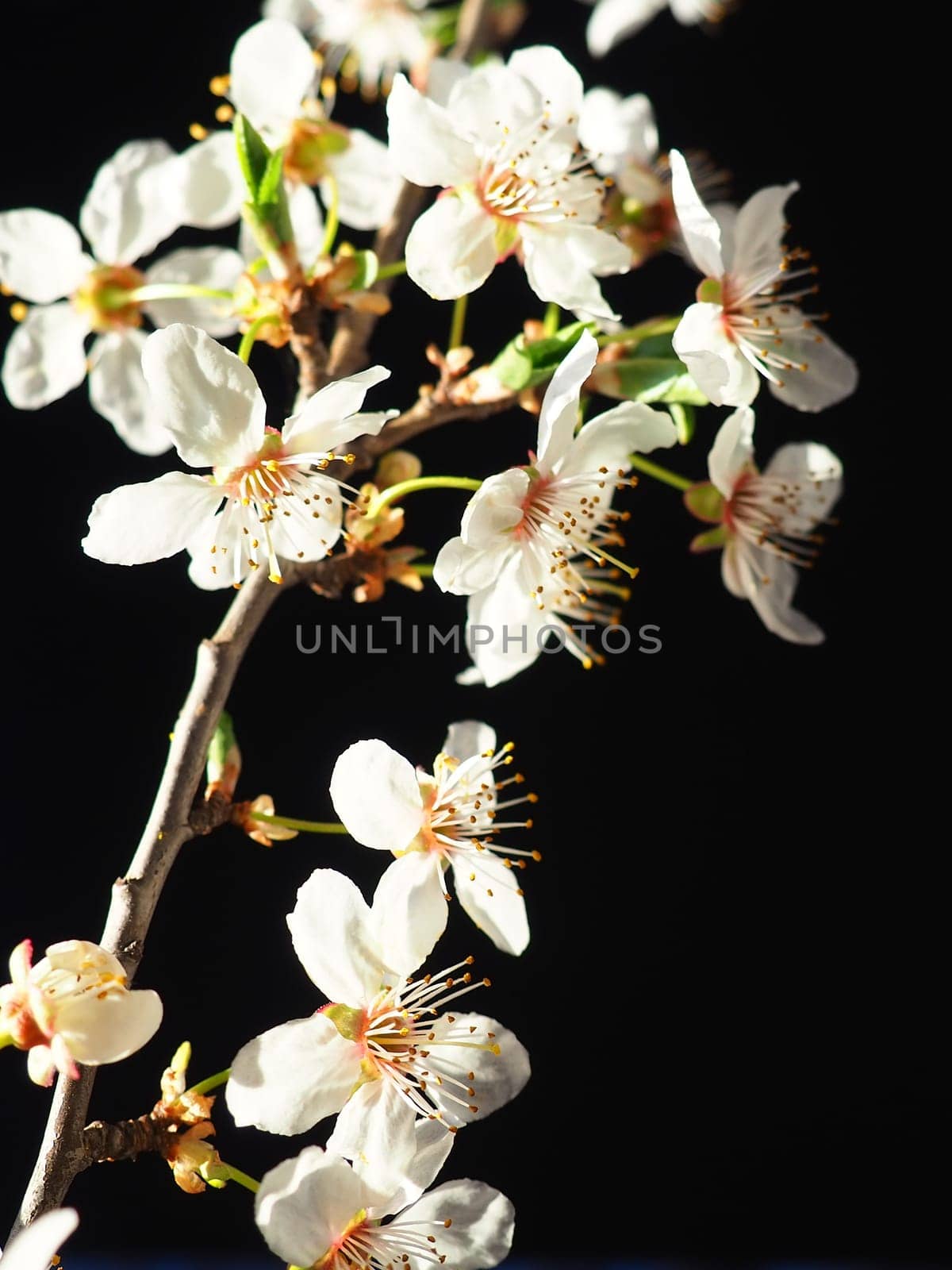 Bird cherry or cherry flowers on a black background. Close-up of a beautiful branch with white flowers. Bright spring bouquet. Prunus padus, known as bird cherry, hackberry, hagberry, or Mayday tree.