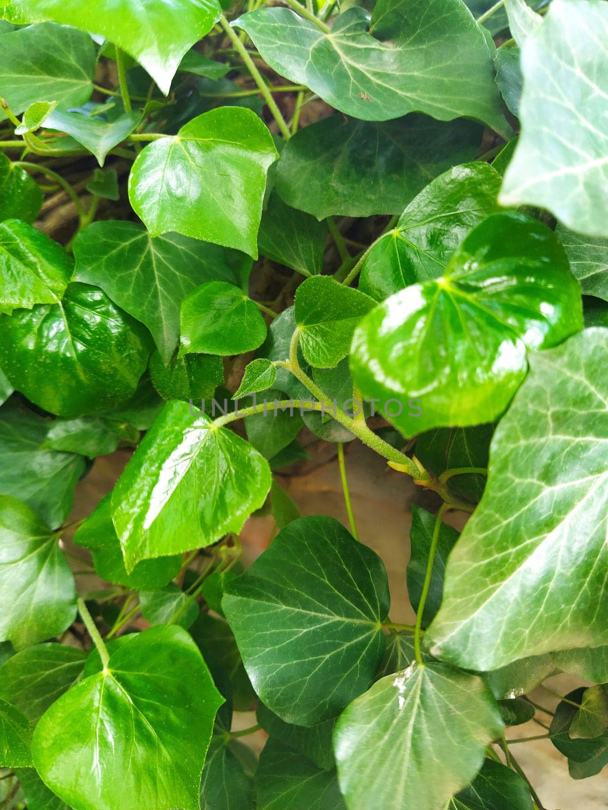 Leaves and young shoots of ivy climb up the wall. European forest. Creeping parasitic plant. Green foliage. Triangular Leaf. Common ivy or Hedera helix. Evergreen climbing shrub, climbing plant