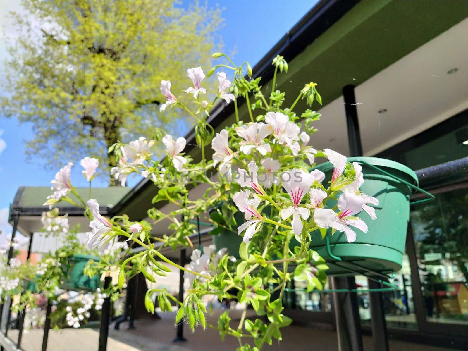 Pelargonium is a genus of plants in the family Geraniumaceae. White ivy geranium with red veins on petals. Flower box. Decoration of balconies, windows, facades of houses, streets, lawns. Cranesbill