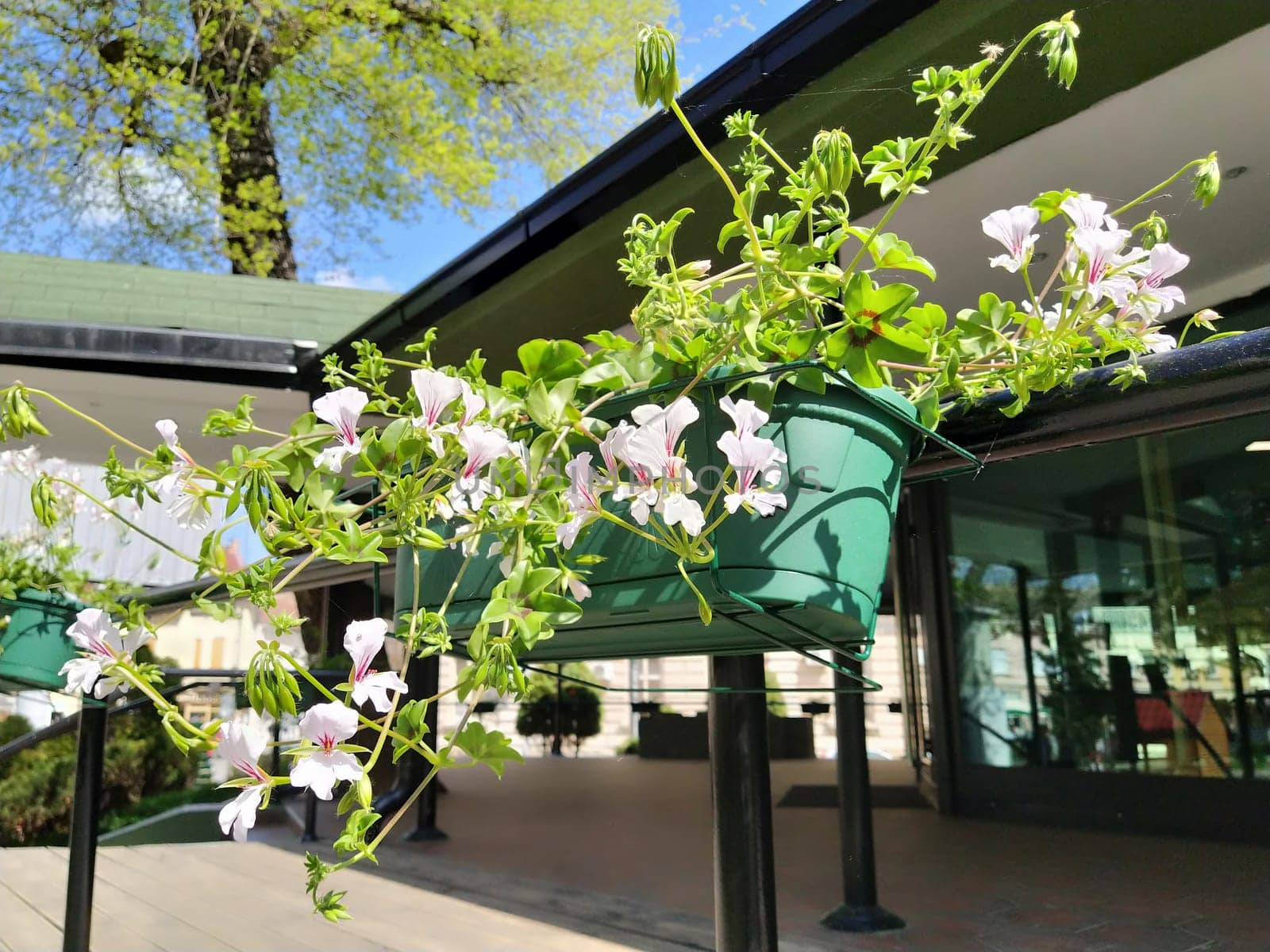 Pelargonium is a genus of plants in the family Geraniumaceae. White ivy geranium with red veins on petals. Flower box. Decoration of balconies, windows, facades of houses, streets, lawns. Cranesbill