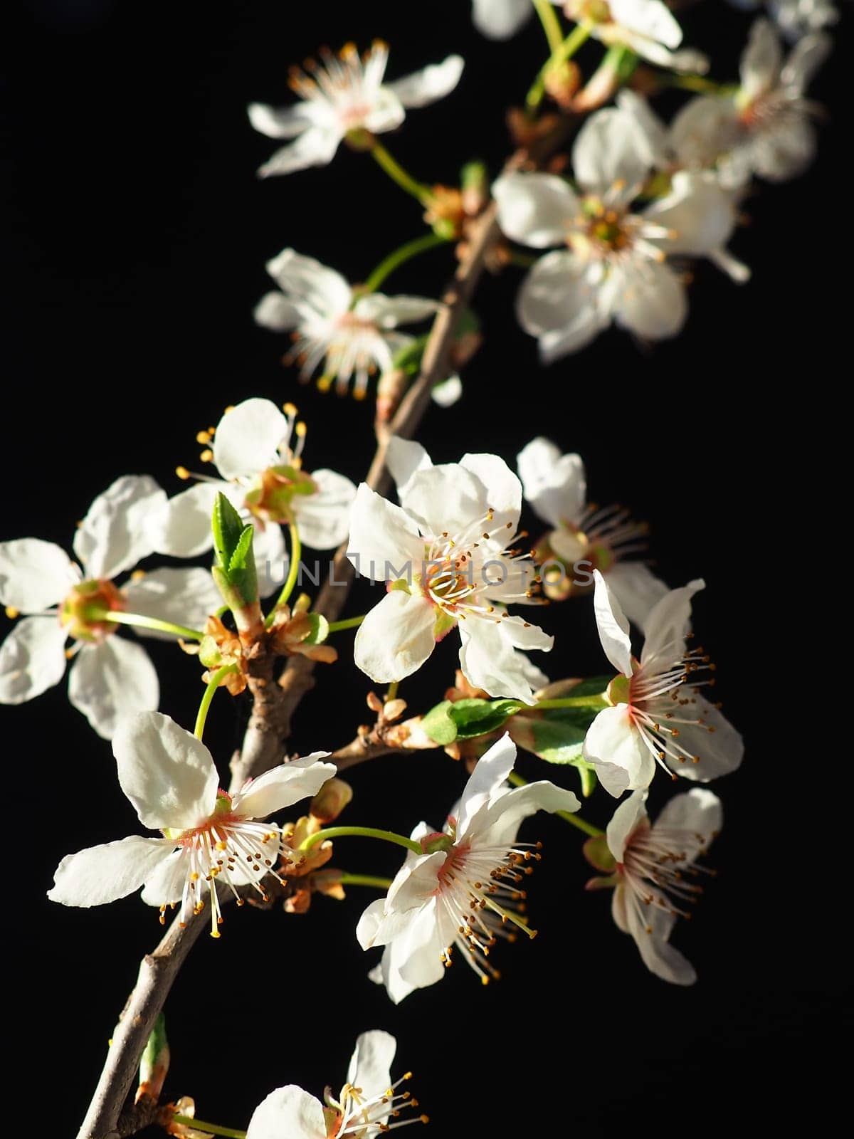 Bird cherry or cherry flowers on a black background. Close-up of a beautiful branch with white flowers. Bright spring bouquet. Prunus padus, known as bird cherry, hackberry, hagberry, or Mayday tree.