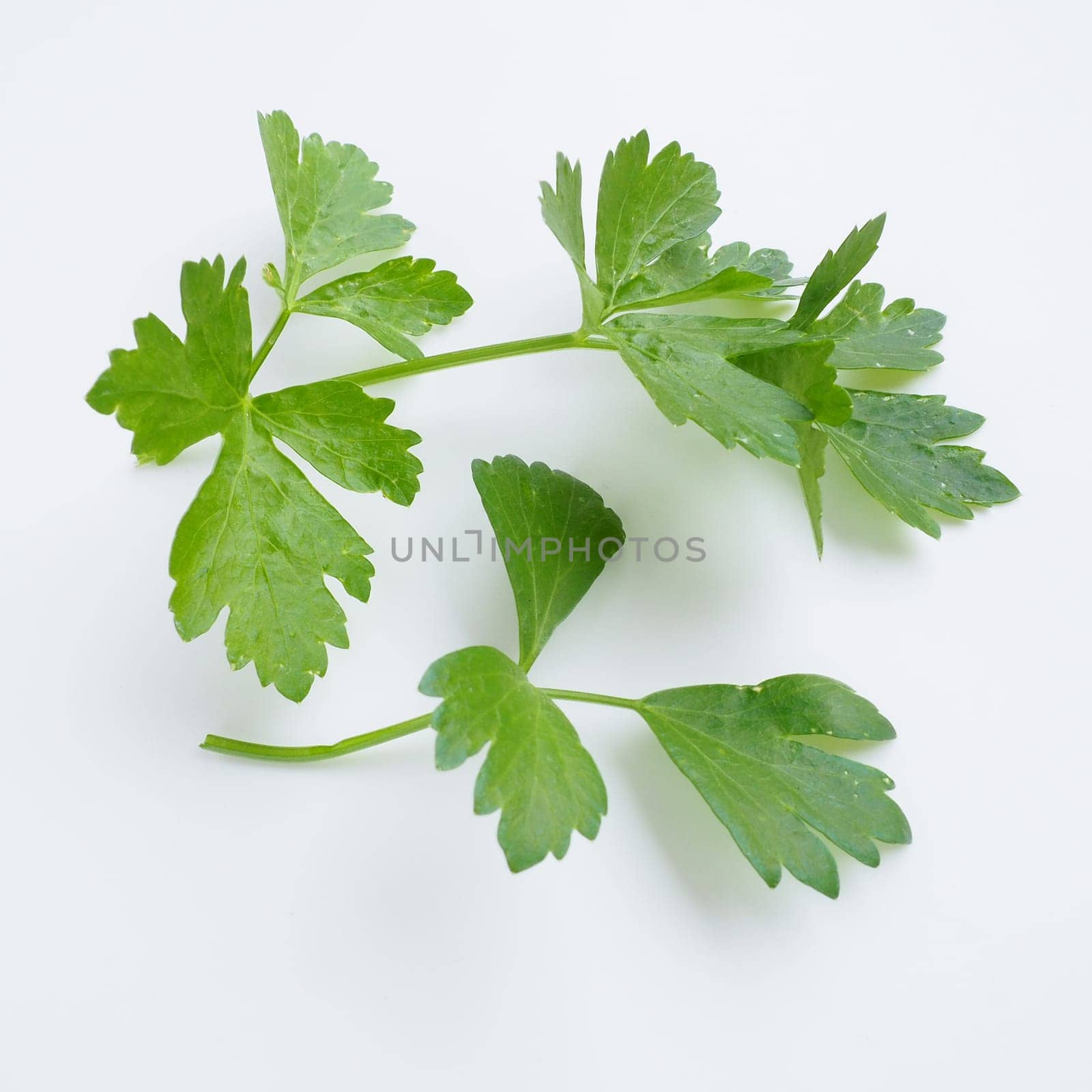 Petroselinum crispum, one- to two-year-old plant umbrella family Umbelliferae. Celery odorous, or Celery fragrant Apium graveolens is a biennial plant Apiaceae, a vegetable crop. White background