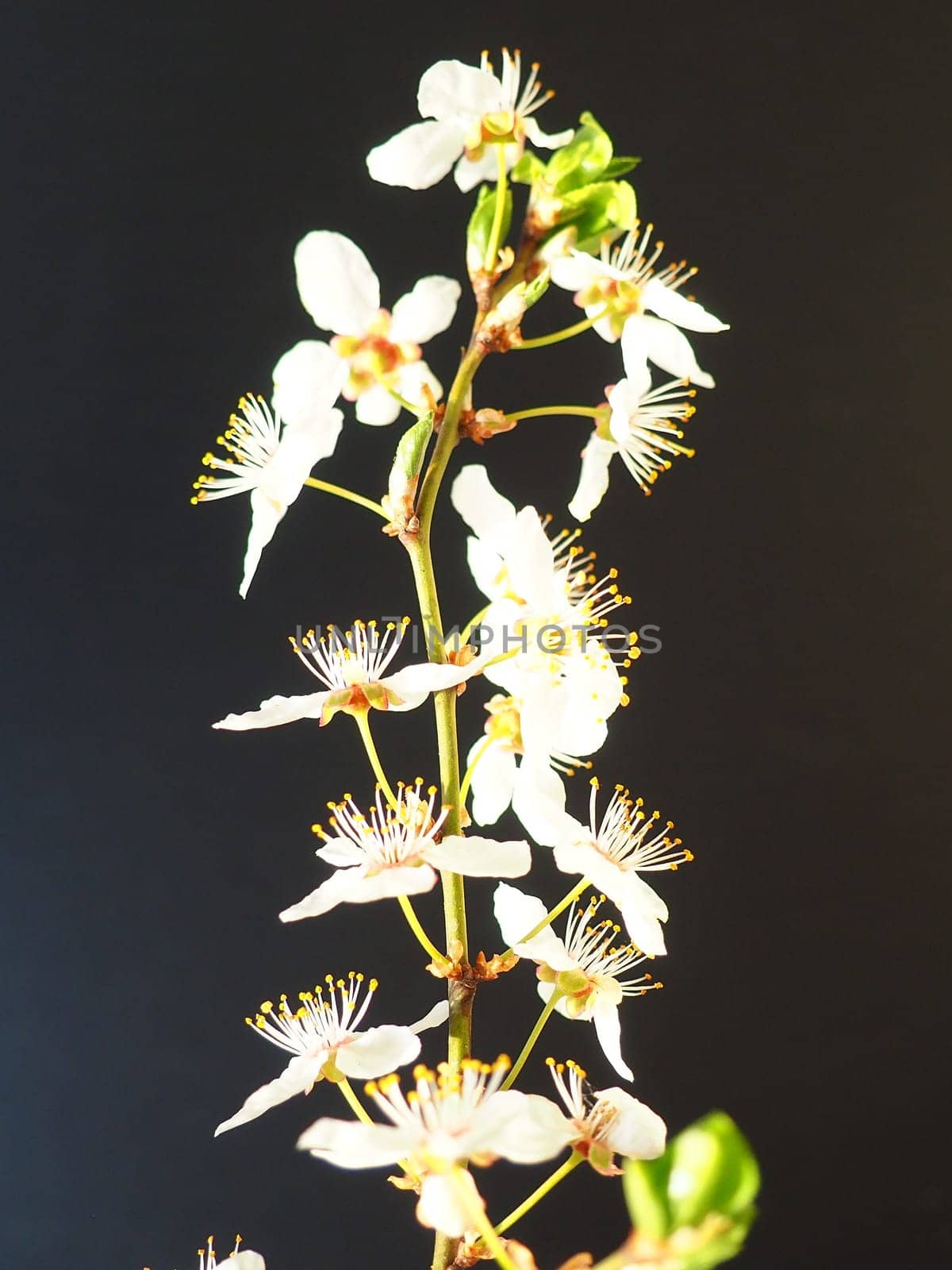 Bird cherry or cherry flowers on a black background. Close-up of a beautiful branch with white flowers. Bright spring bouquet. Prunus padus, known as bird cherry, hackberry, hagberry, or Mayday tree.
