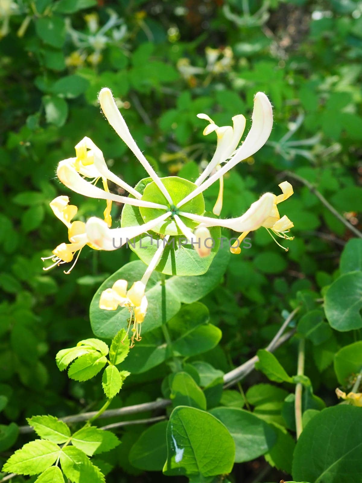 Honeysuckle blooms in the garden. White and yellow flowers of Lonicera Caprifolium against of green leaves. Floriculture and horticulture. Arching shrubs or twining vines in the family Caprifoliaceae