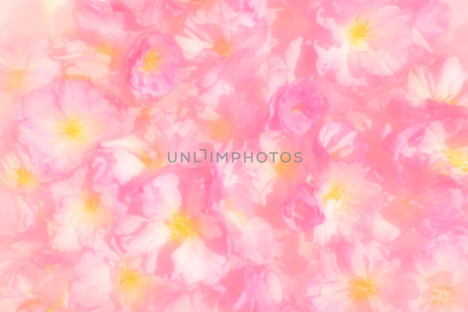 Pink flowers cherry sakura background. Flower wall illustration. Soft selective focus. Holiday postcard. Pink petals and yellow stamens. Beautiful background. Blurry art. Spring cherry blossom.