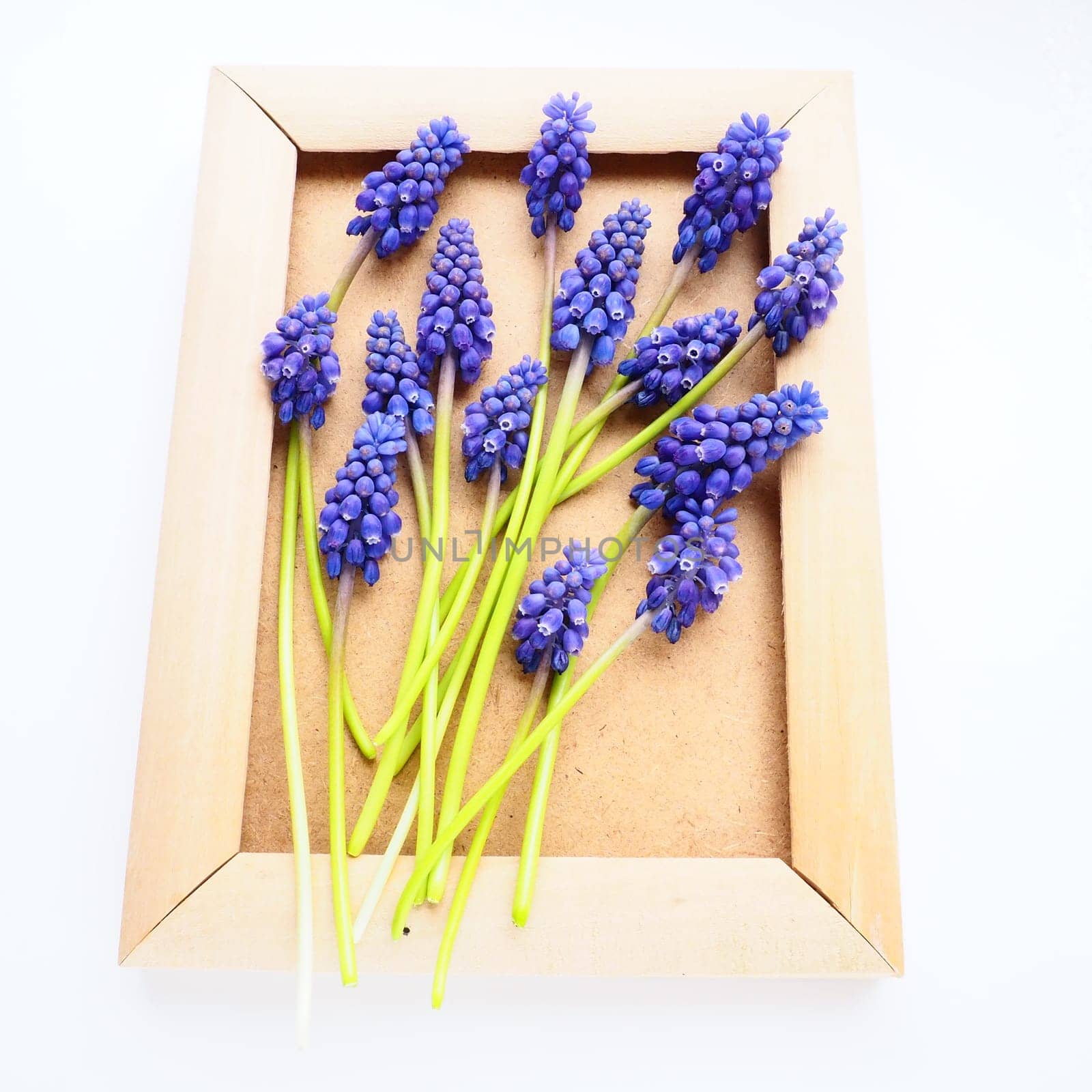 Blue spring flowers on a white background. Muscari armeniacum. Bright postcard, congratulations. Copy space still life flat lay. Armenian grape hyacinth. Photo frame made of cardboard and wood.
