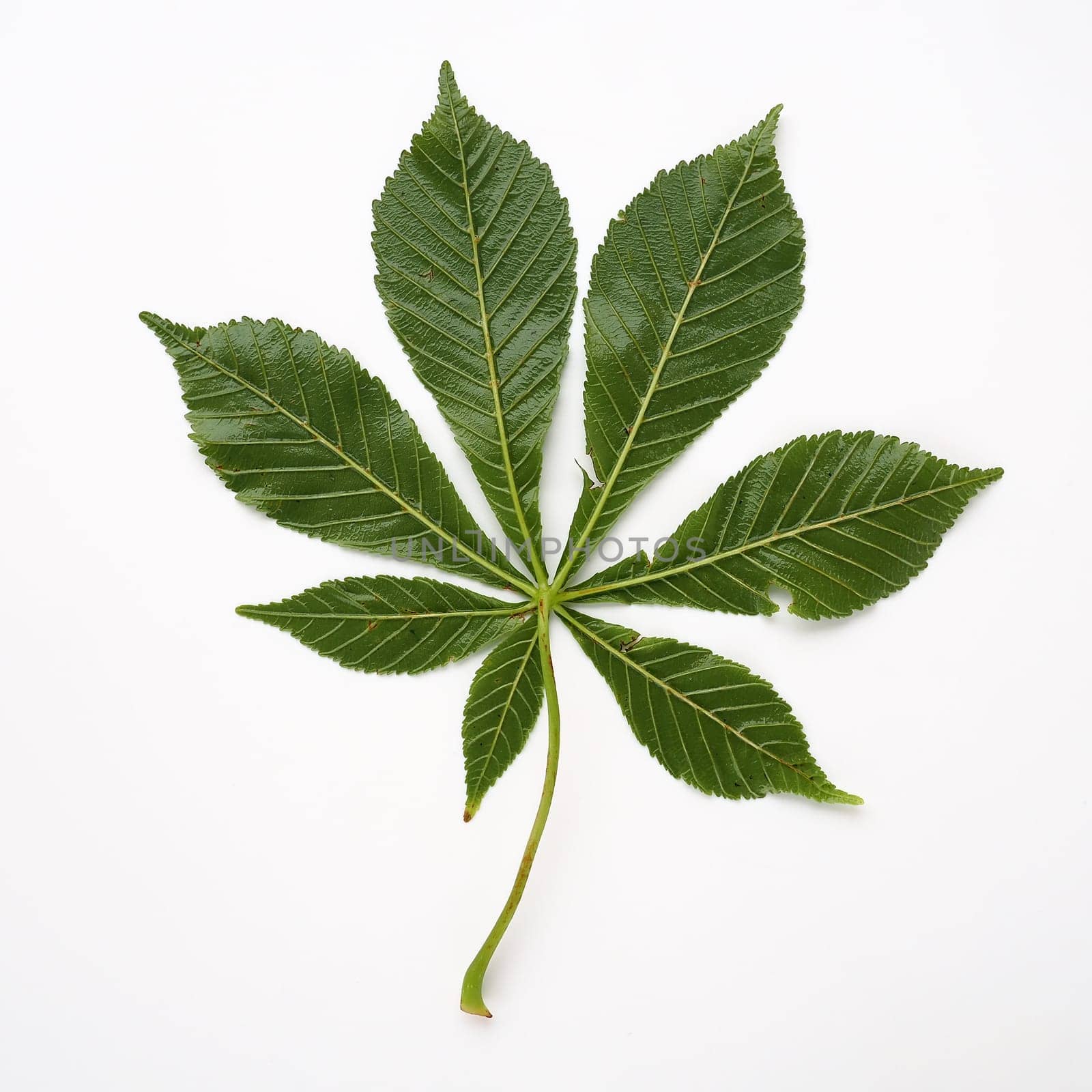 Chestnut leaf on a white background. The leaves are large, 7 - palmate, opposite, with long petioles. Horse chestnut, acorn, esculus Aesculus, a genus of plants in the Sapindaceae family Sapindaceae