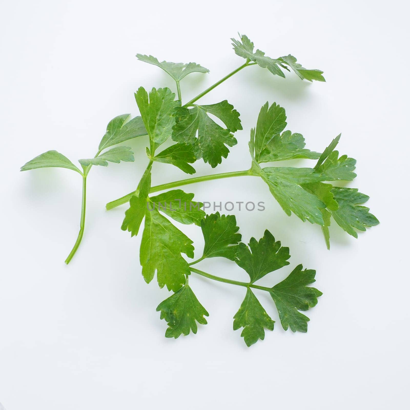 Petroselinum crispum, one- to two-year-old plant umbrella family Umbelliferae. Celery odorous, or Celery fragrant Apium graveolens is a biennial plant Apiaceae, a vegetable crop. White background